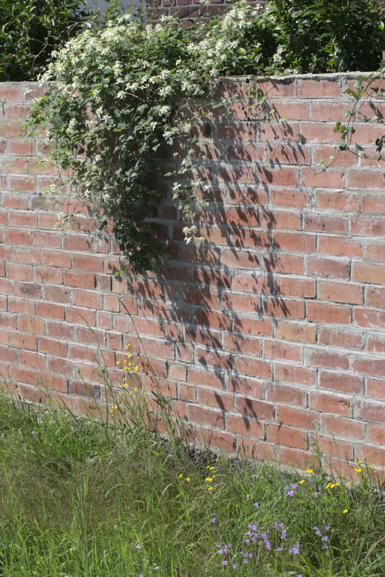 Lokation: Deutschland | Nordrhein-Westfalen | Heinsberg | Wassenberg Kategorien: Kletterpflanzen, Datum: 03.07.2021