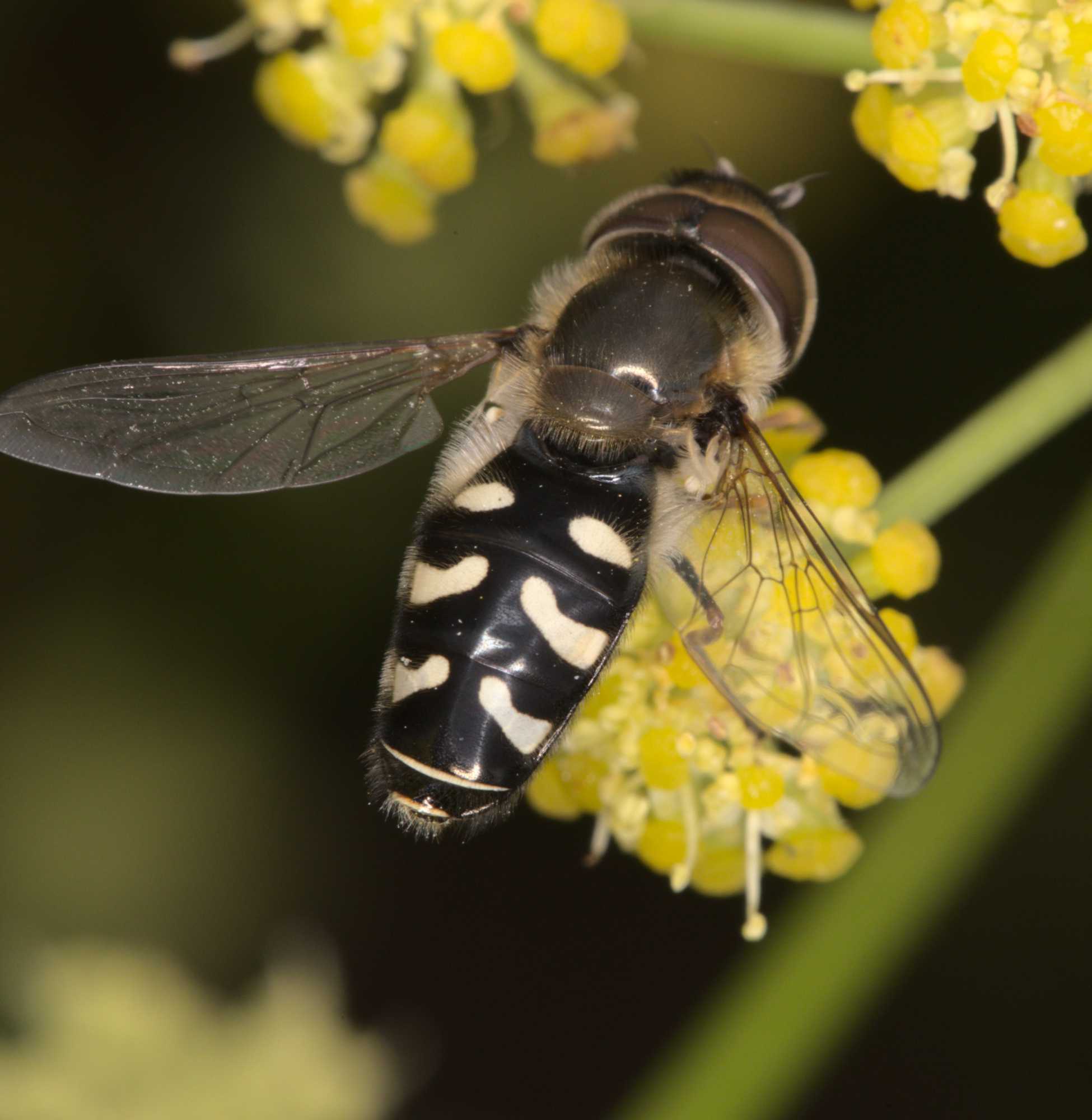 Späte Großstirnschwebfliege (Scaeva pyrastri), Lokation: Deutschland | Nordrhein-Westfalen | Heinsberg | Wassenberg Kategorien: Fliegen, Hortus rusticus, Familie: Syrphidae (Schwebfliegen), Datum: 07.07.2021