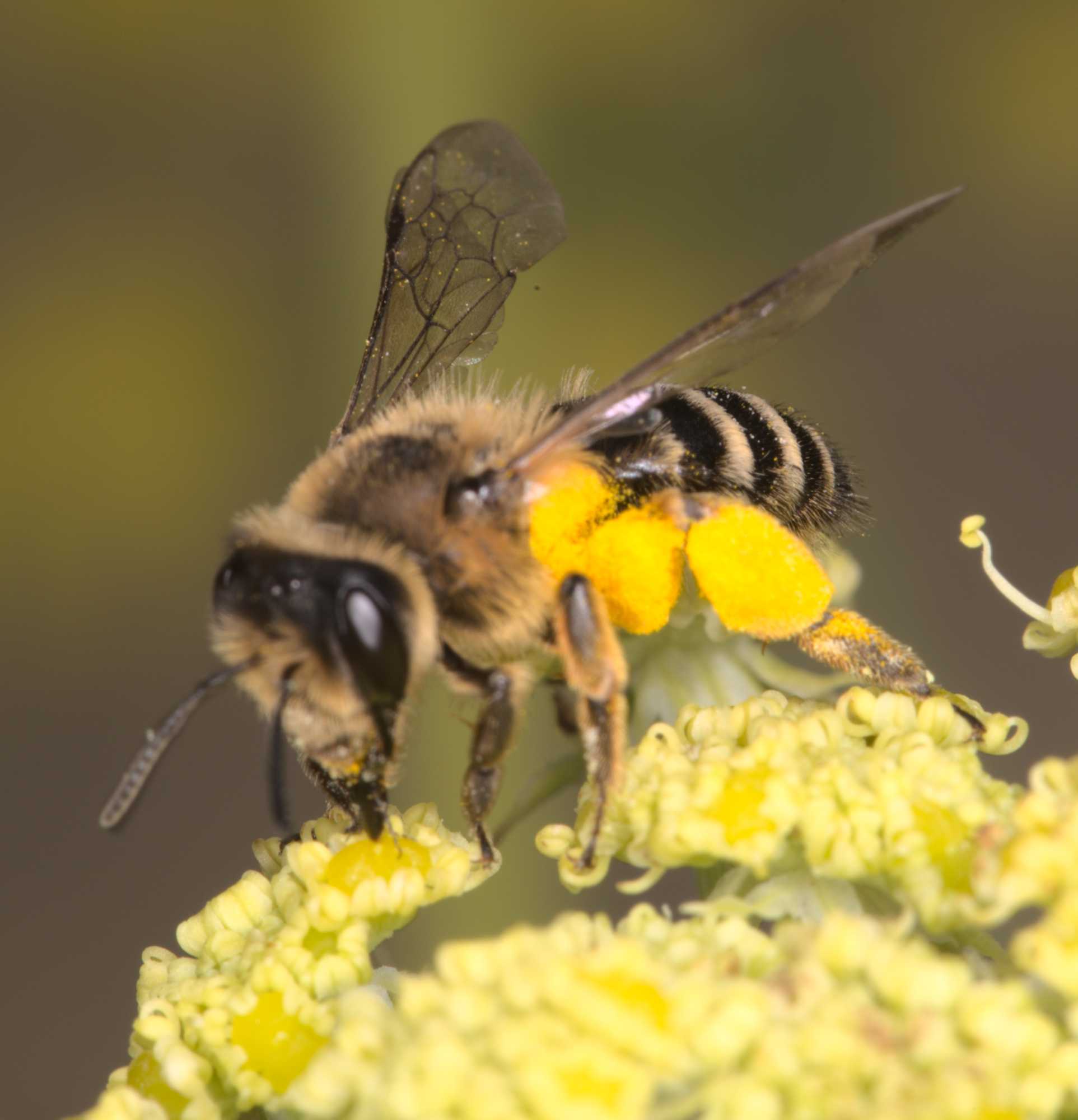 Gewöhnliche Bindensandbiene (Andrena flavipes), Lokation: Deutschland | Nordrhein-Westfalen | Heinsberg | Wassenberg Kategorien: Bienen, Hortus rusticus, Familie: Andrenidae (Sandbienen), Datum: 07.07.2021