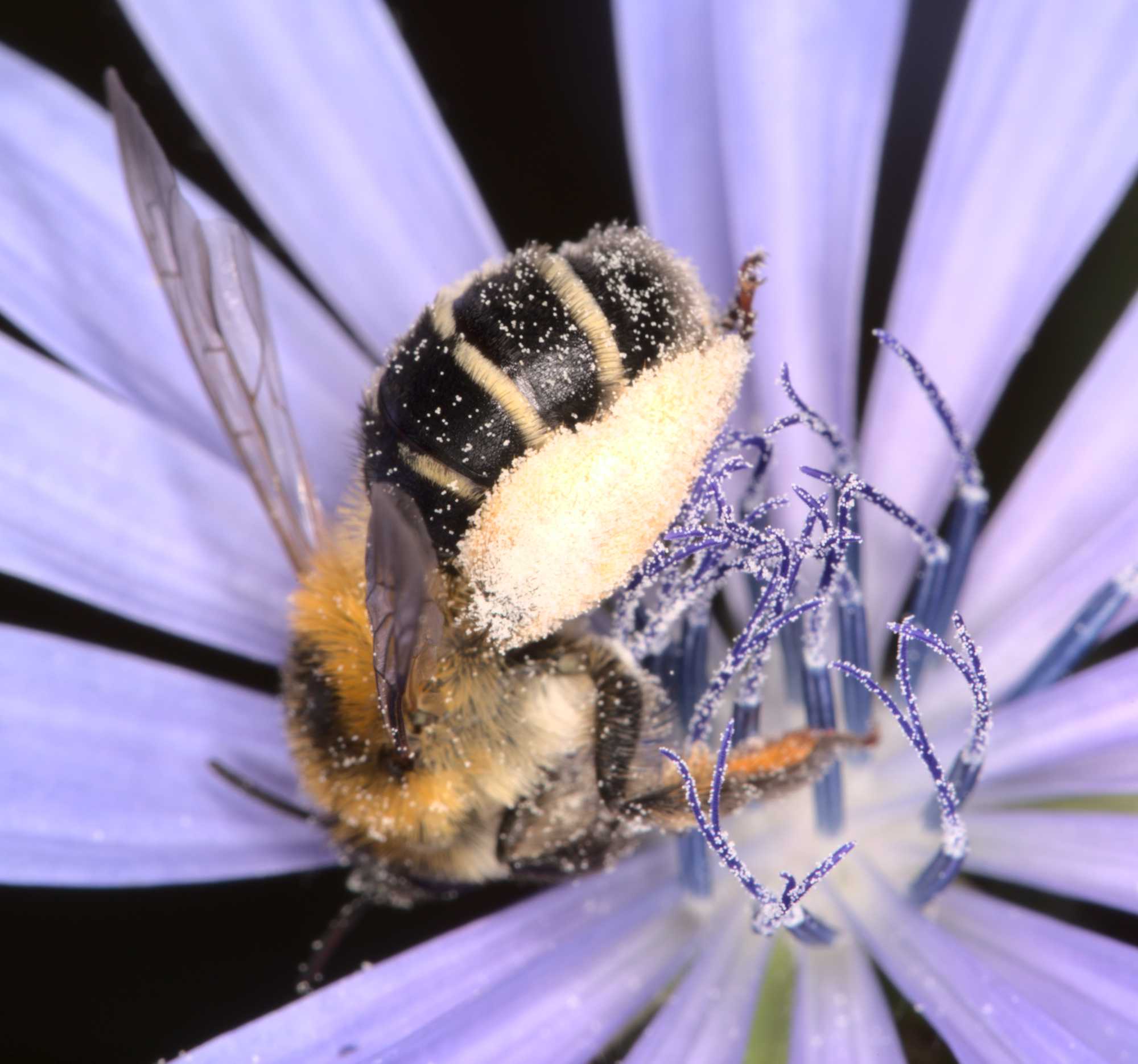 Braunburstigen Hosenbiene (Dasypoda hirtipes), Lokation: Deutschland | Nordrhein-Westfalen | Heinsberg | Wassenberg Kategorien: Bienen, Hortus rusticus, Familie: Melittidae (Sägehornbienenartige), Datum: 09.07.2021