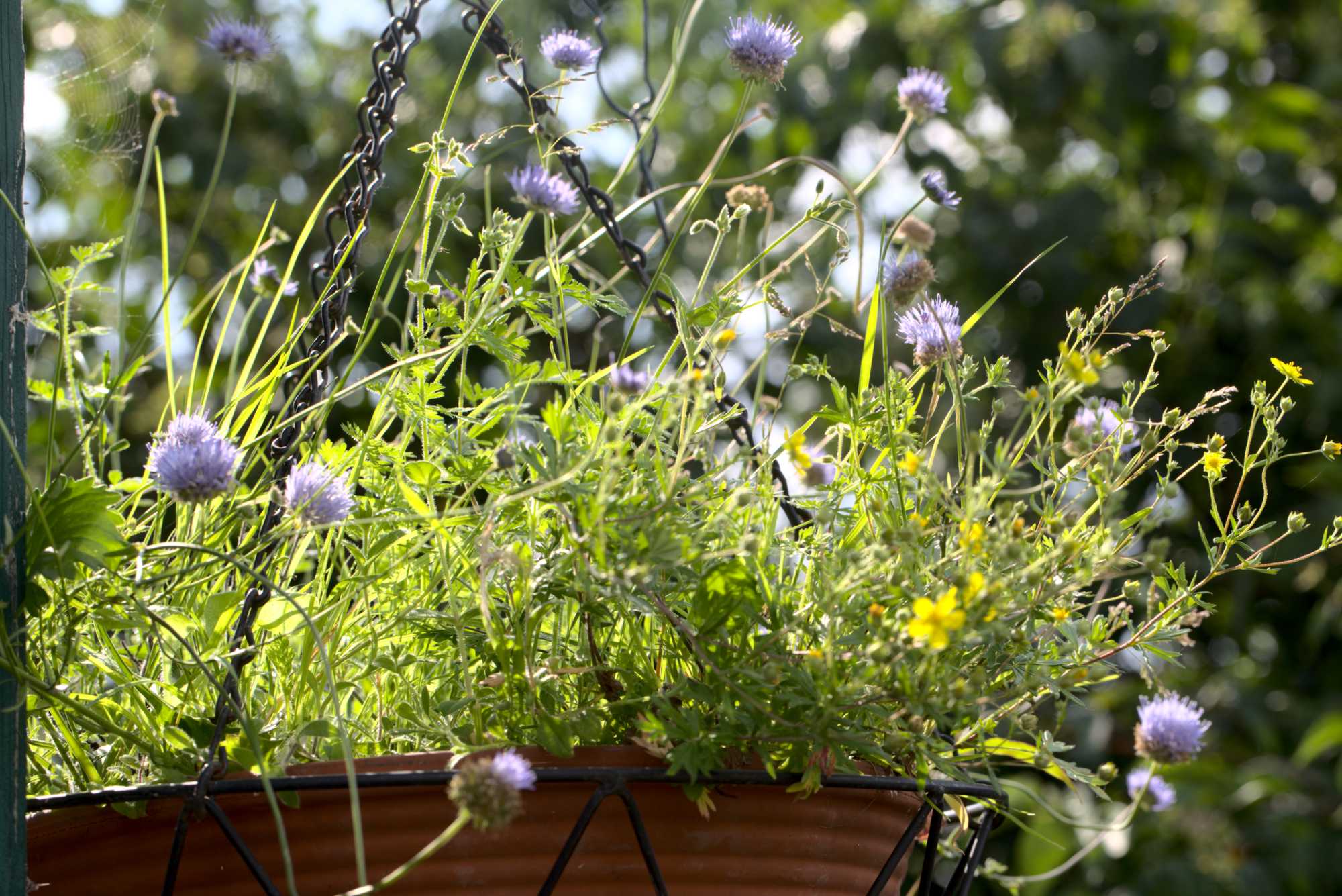 Lokation: Deutschland | Nordrhein-Westfalen | Heinsberg | Wassenberg Kategorien: Kübelpflanzen, Hortus rusticus, Datum: 09.07.2021