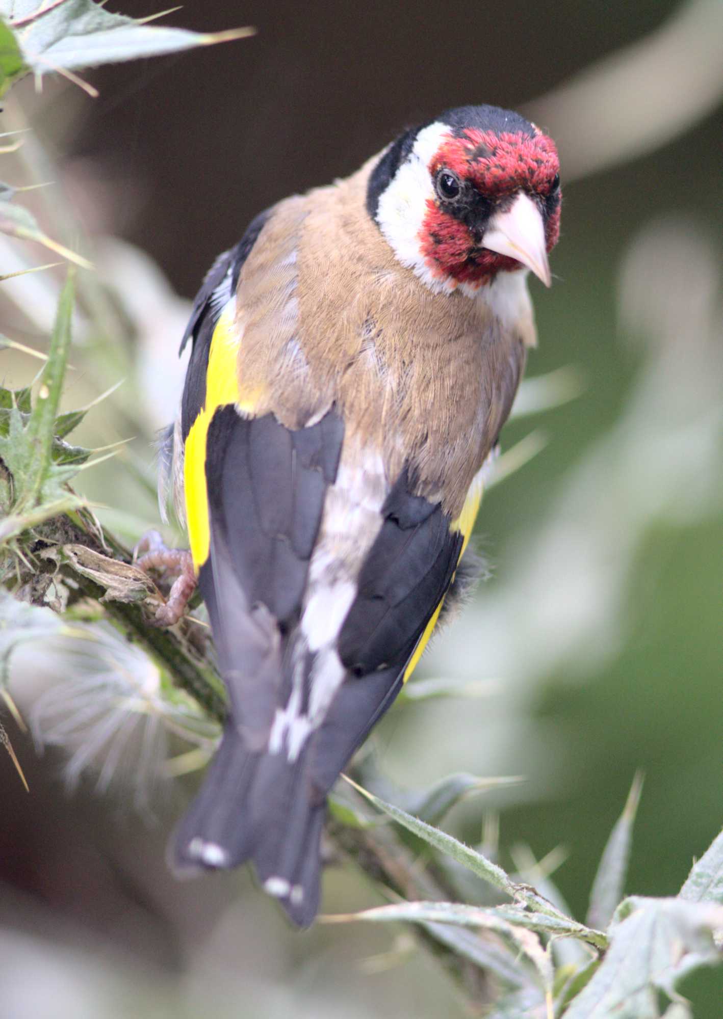 Lokation: Deutschland | Nordrhein-Westfalen | Heinsberg | Wassenberg Kategorien: Vögel, Datum: 05.08.2021