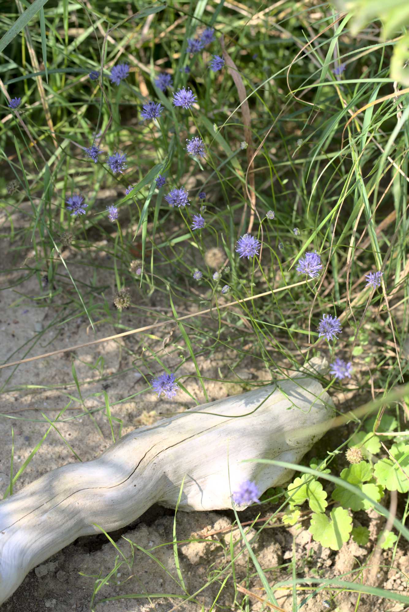 Lokation: Deutschland | Nordrhein-Westfalen | Heinsberg | Wassenberg Kategorien: Naturmodul, Datum: 05.08.2021