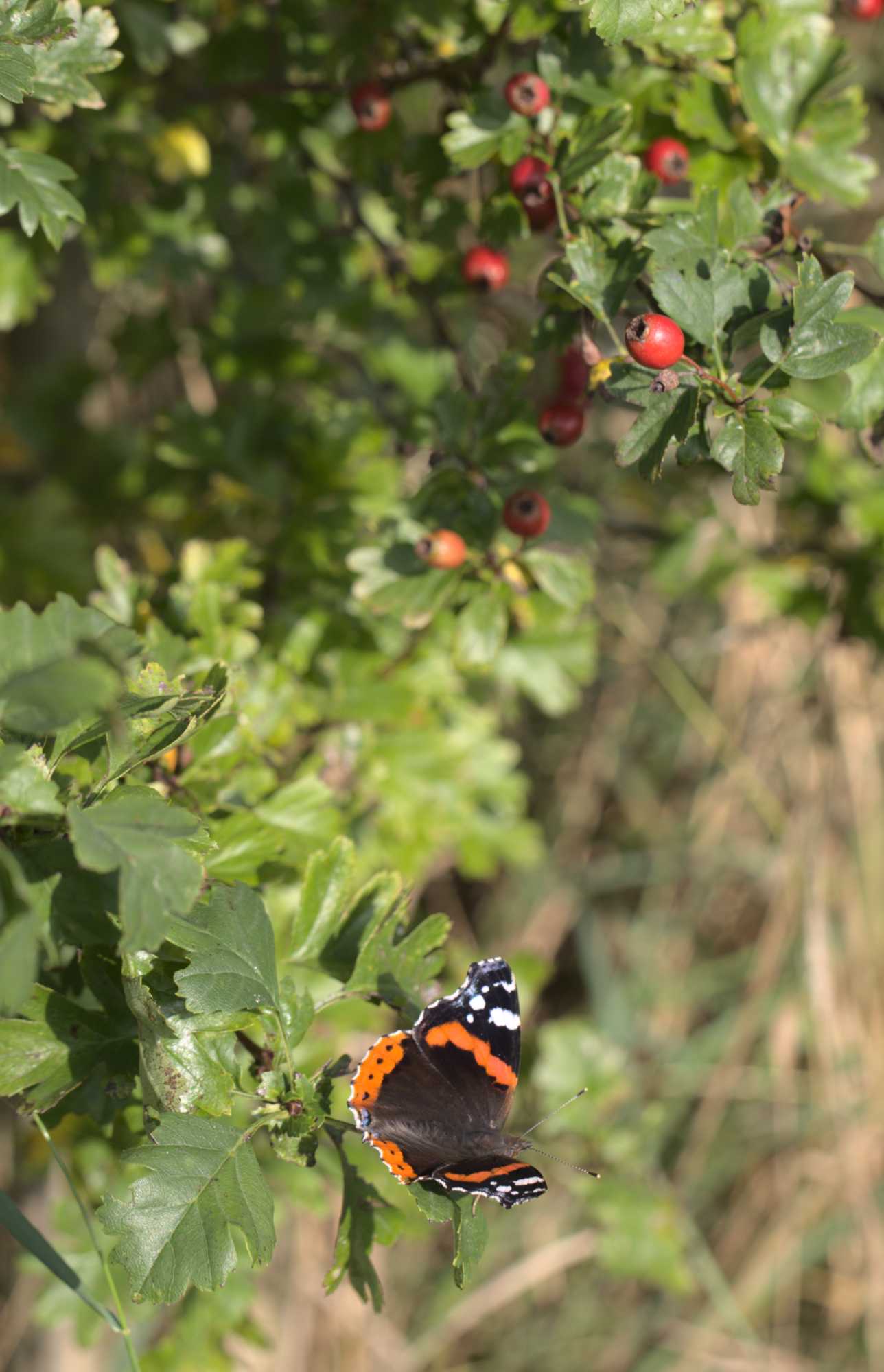 Lokation: Deutschland | Nordrhein-Westfalen | Heinsberg | Wassenberg Kategorien: Schmetterlinge, Datum: 12.09.2021