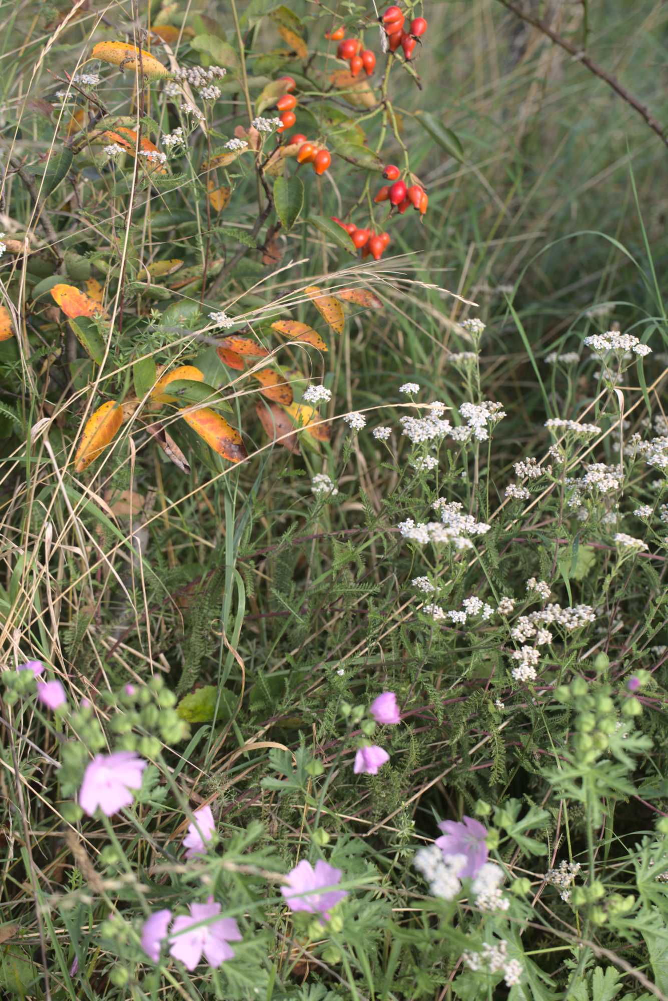 Lokation: Deutschland | Nordrhein-Westfalen | Heinsberg | Wassenberg Kategorien: Wiese, Datum: 12.09.2021