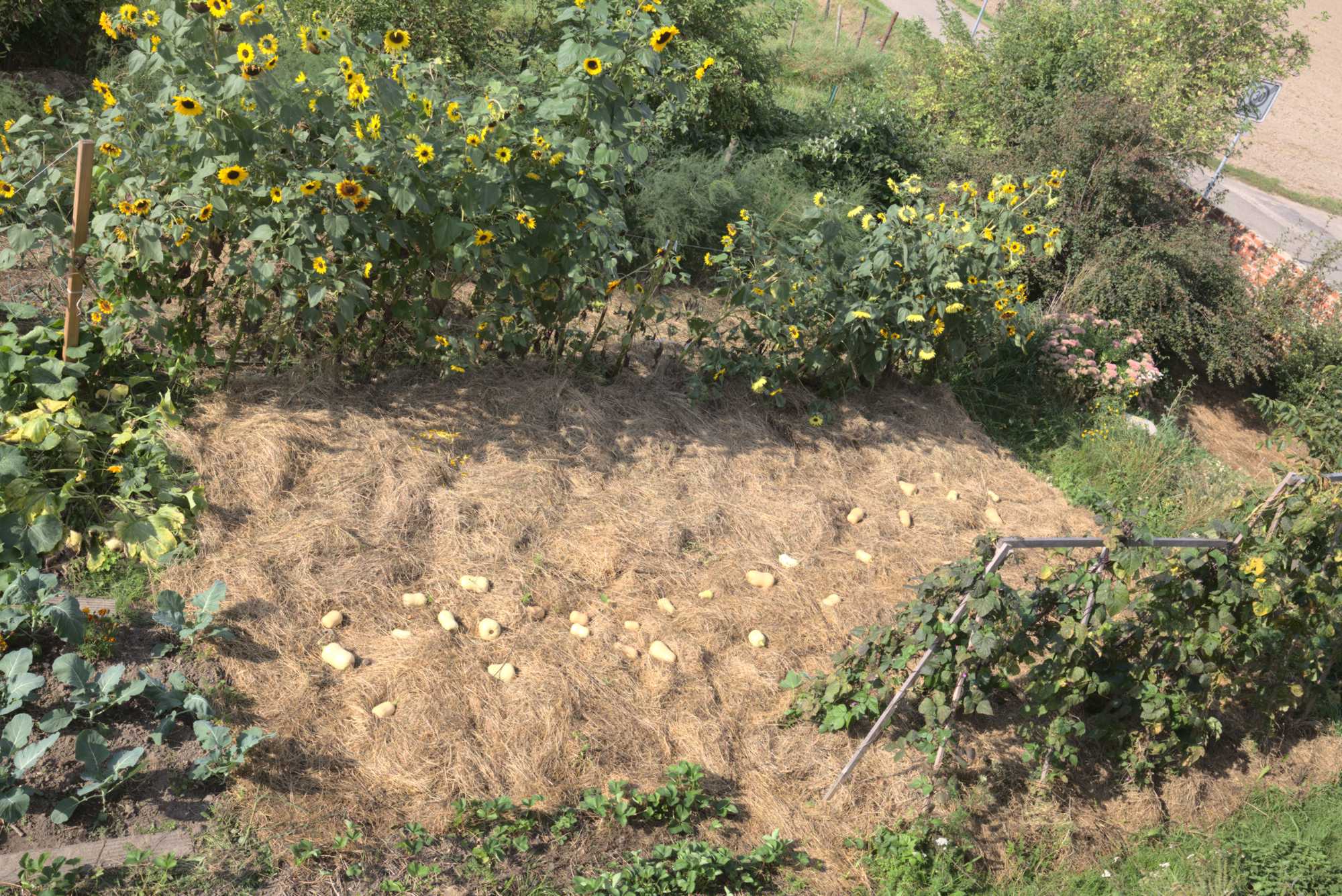 Lokation: Deutschland | Nordrhein-Westfalen | Heinsberg | Wassenberg Kategorien: Nutzgarten, Hortus rusticus, Bauerngarten, Selbstversorgung, Datum: 12.09.2021