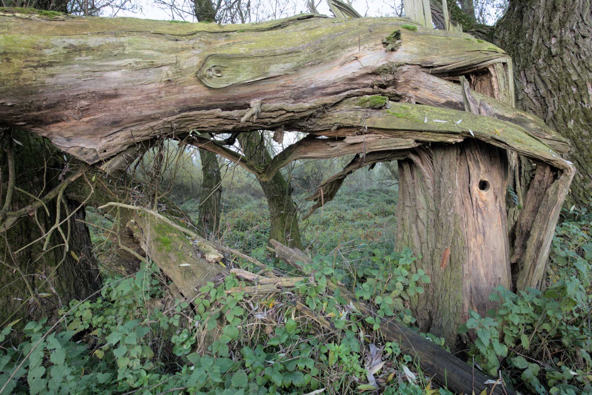 Lokation: Niederlande | Gelderland | Berg en Dal | Kekerdom Kategorien: Aue, Datum: 17.11.2021