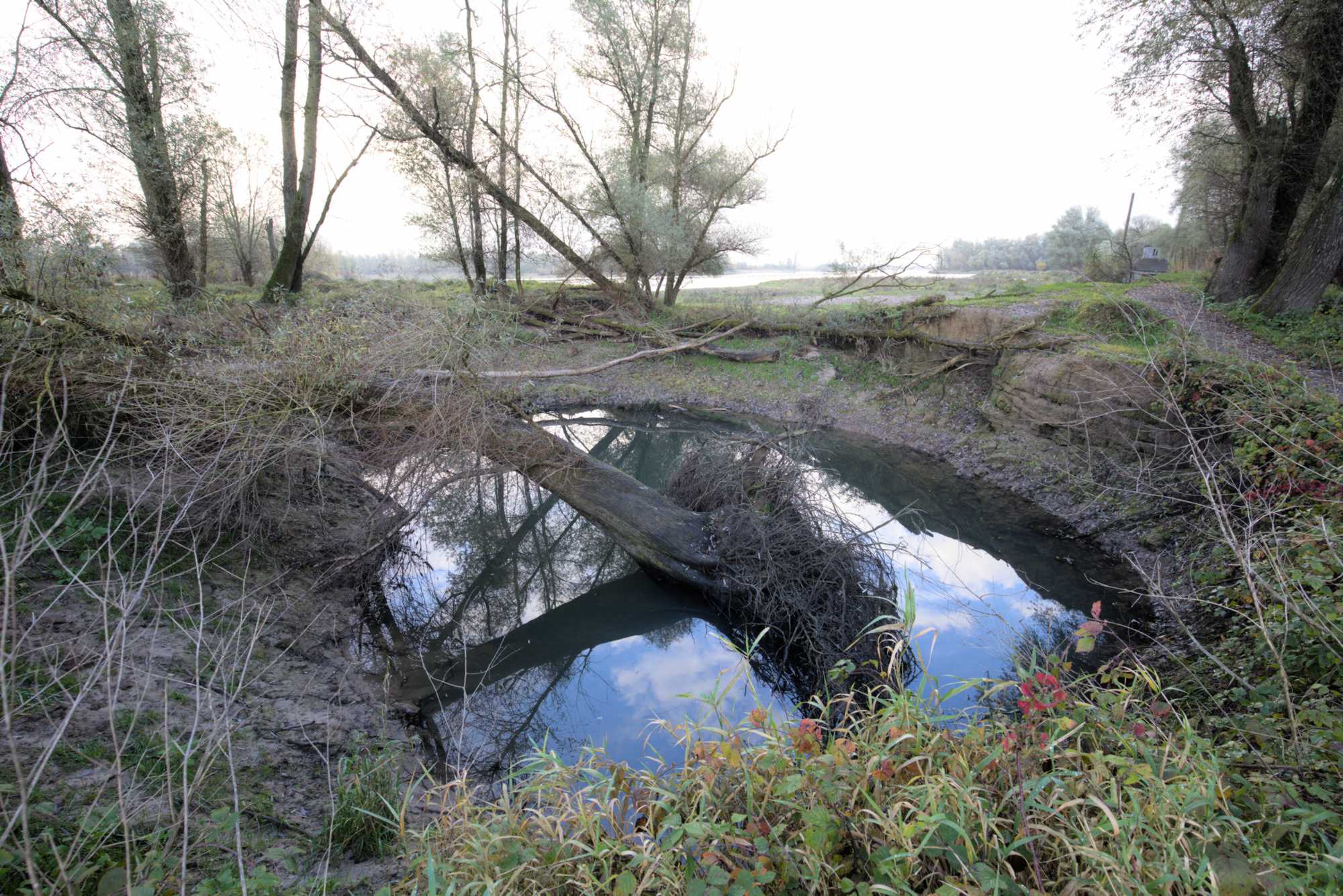 Lokation: Niederlande | Gelderland | Berg en Dal | Kekerdom Kategorien: Aue, Datum: 17.11.2021