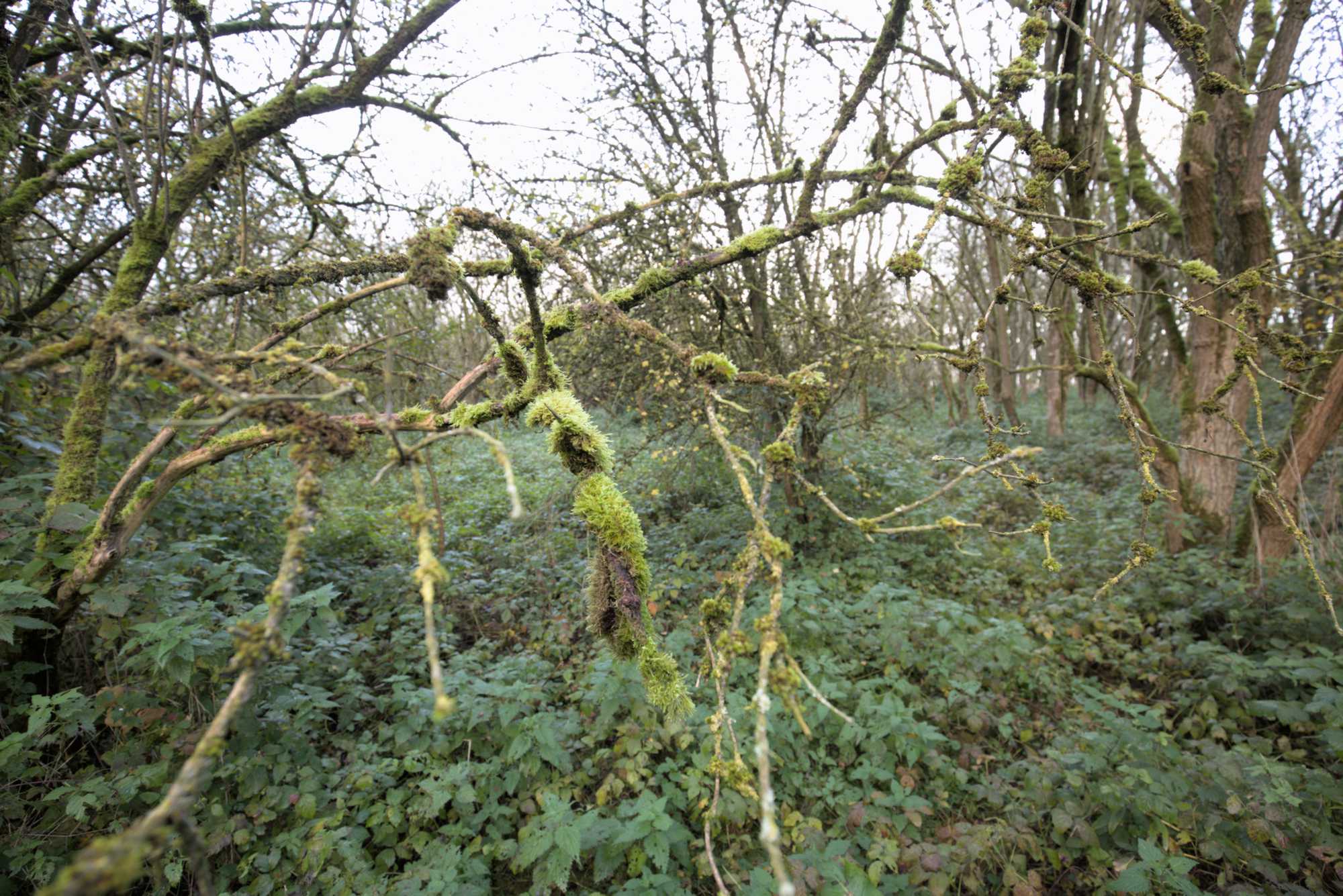 Lokation: Niederlande | Gelderland | Berg en Dal | Millingen aan de Rijn Kategorien: Habitus, Datum: 17.11.2021
