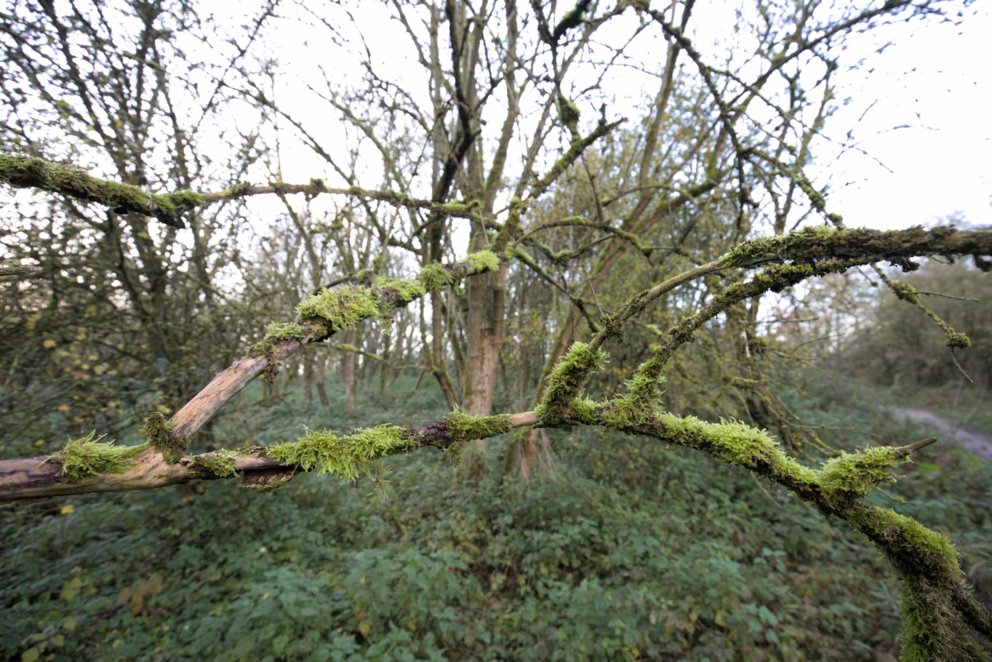 Lokation: Niederlande | Gelderland | Berg en Dal | Millingen aan de Rijn Kategorien: Habitus, Datum: 17.11.2021