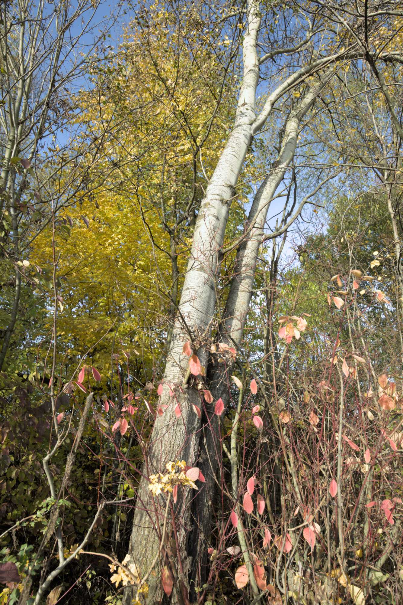 Lokation: Deutschland | Nordrhein-Westfalen | Heinsberg | Wassenberg Kategorien: Wald, Datum: 18.11.2021