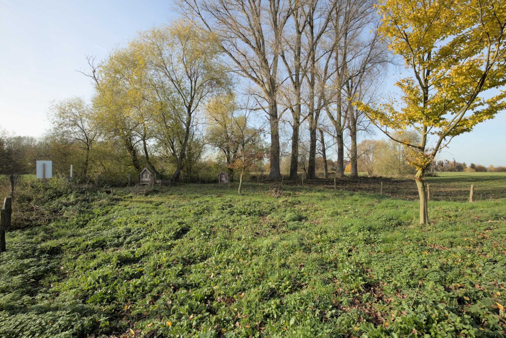 Lokation: Deutschland | Nordrhein-Westfalen | Heinsberg | Wassenberg Kategorien: Wiese, Datum: 18.11.2021