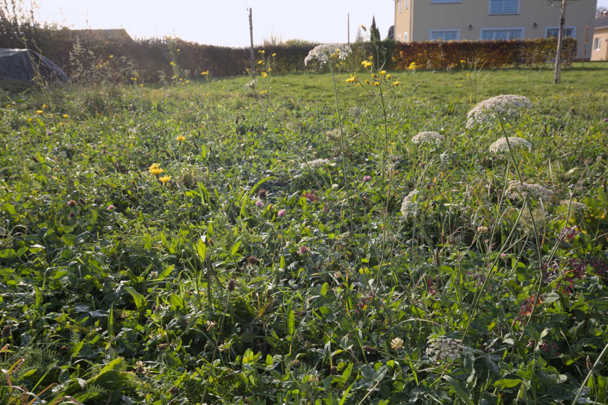 Lokation: Deutschland | Nordrhein-Westfalen | Heinsberg | Heinsberg Kategorien: Wiese, Datum: 18.11.2021