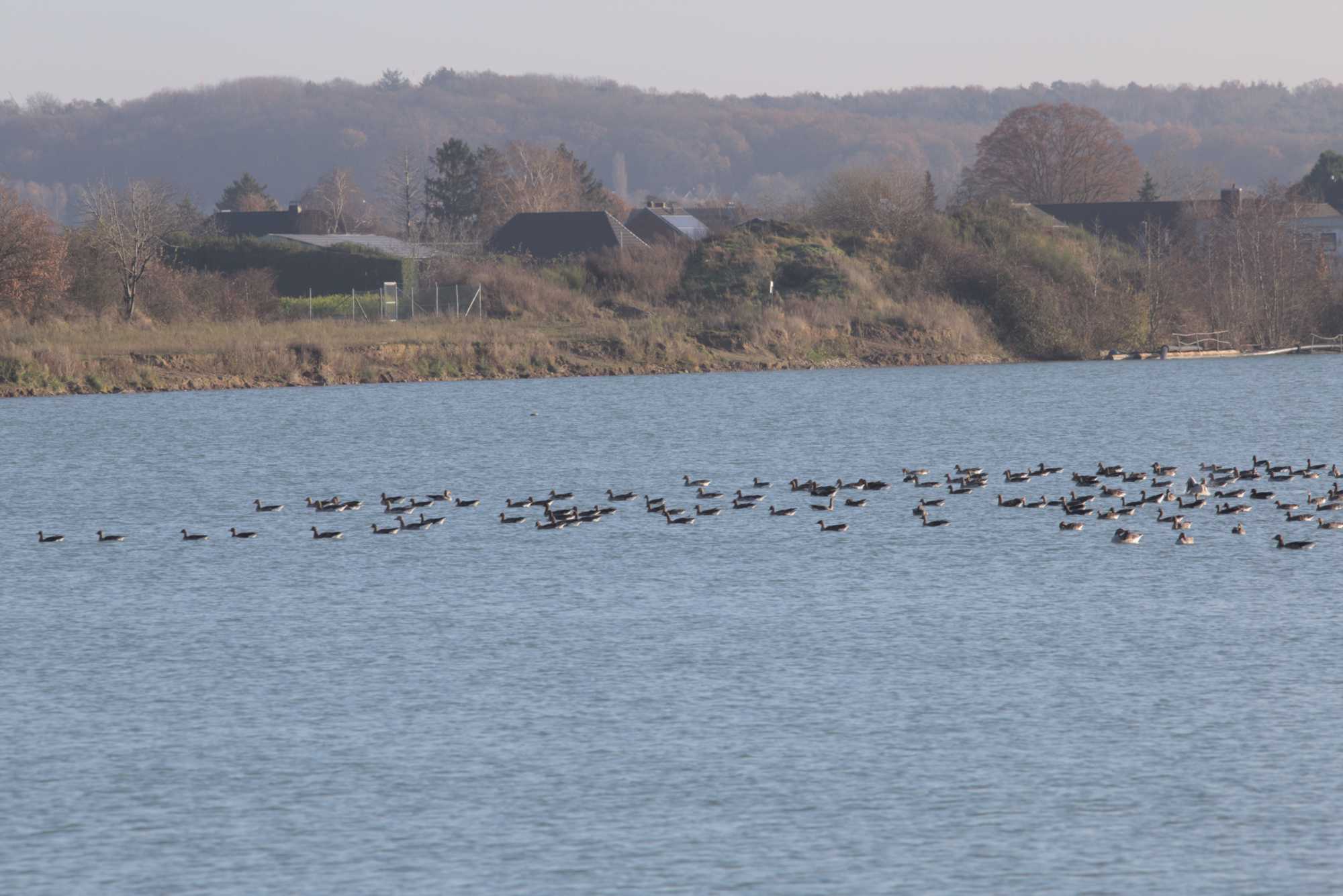Lokation: Deutschland | Nordrhein-Westfalen | Heinsberg | Wassenberg Kategorien: See, Datum: 27.11.2021