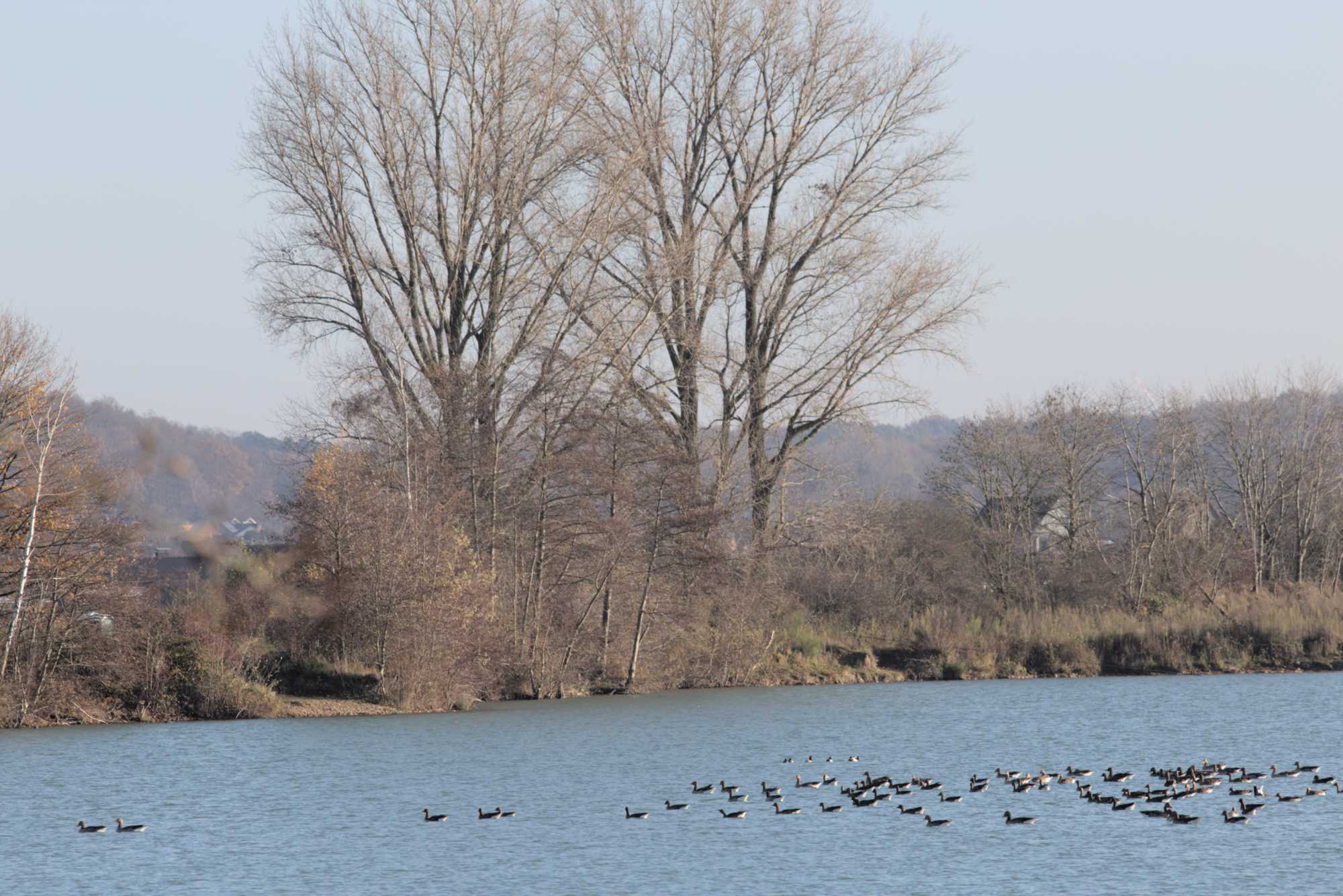 Lokation: Deutschland | Nordrhein-Westfalen | Heinsberg | Wassenberg Kategorien: See, Datum: 27.11.2021