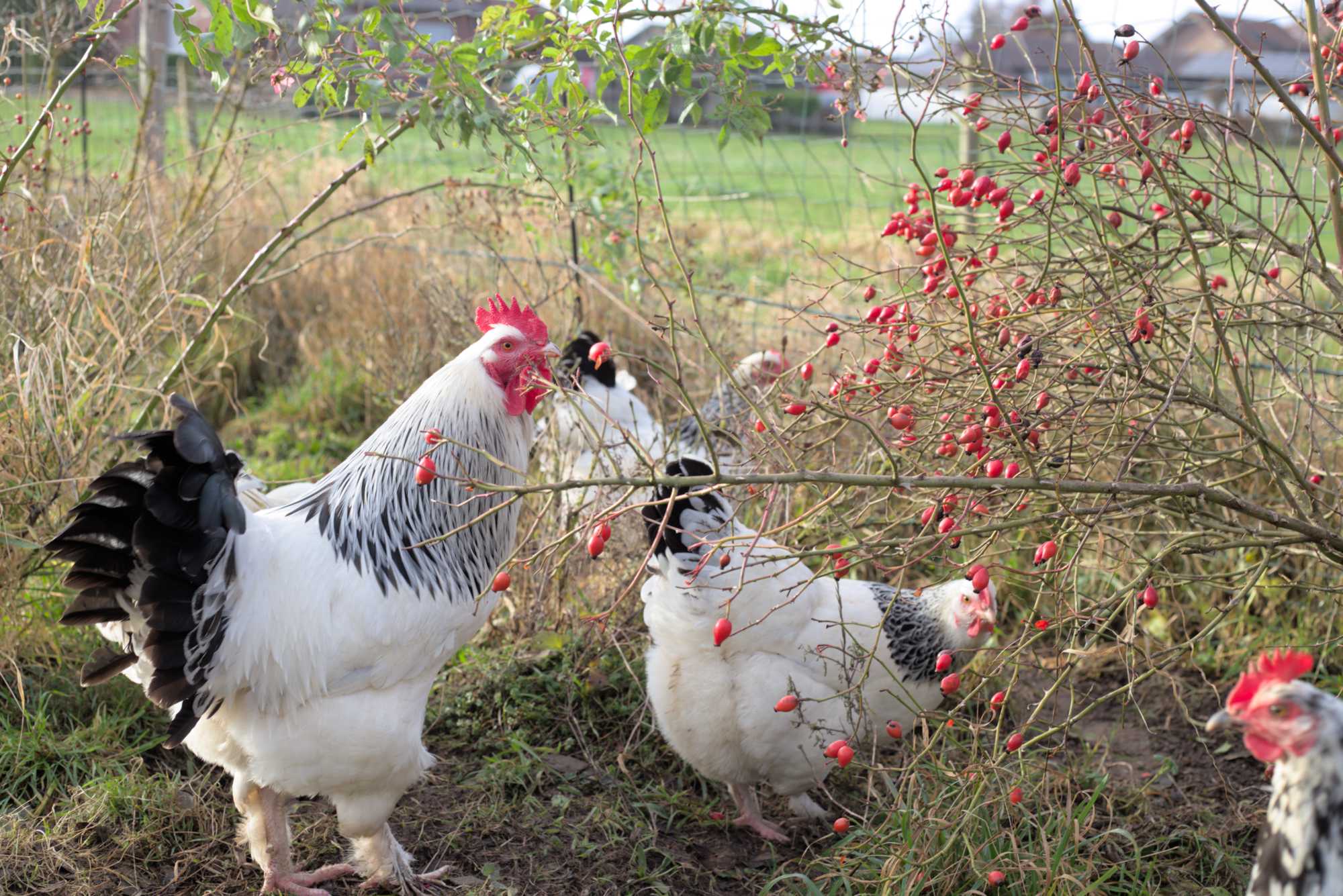 Lokation: Deutschland | Nordrhein-Westfalen | Heinsberg | Wassenberg Kategorien: Hühner, Hortus rusticus, Datum: 28.12.2021