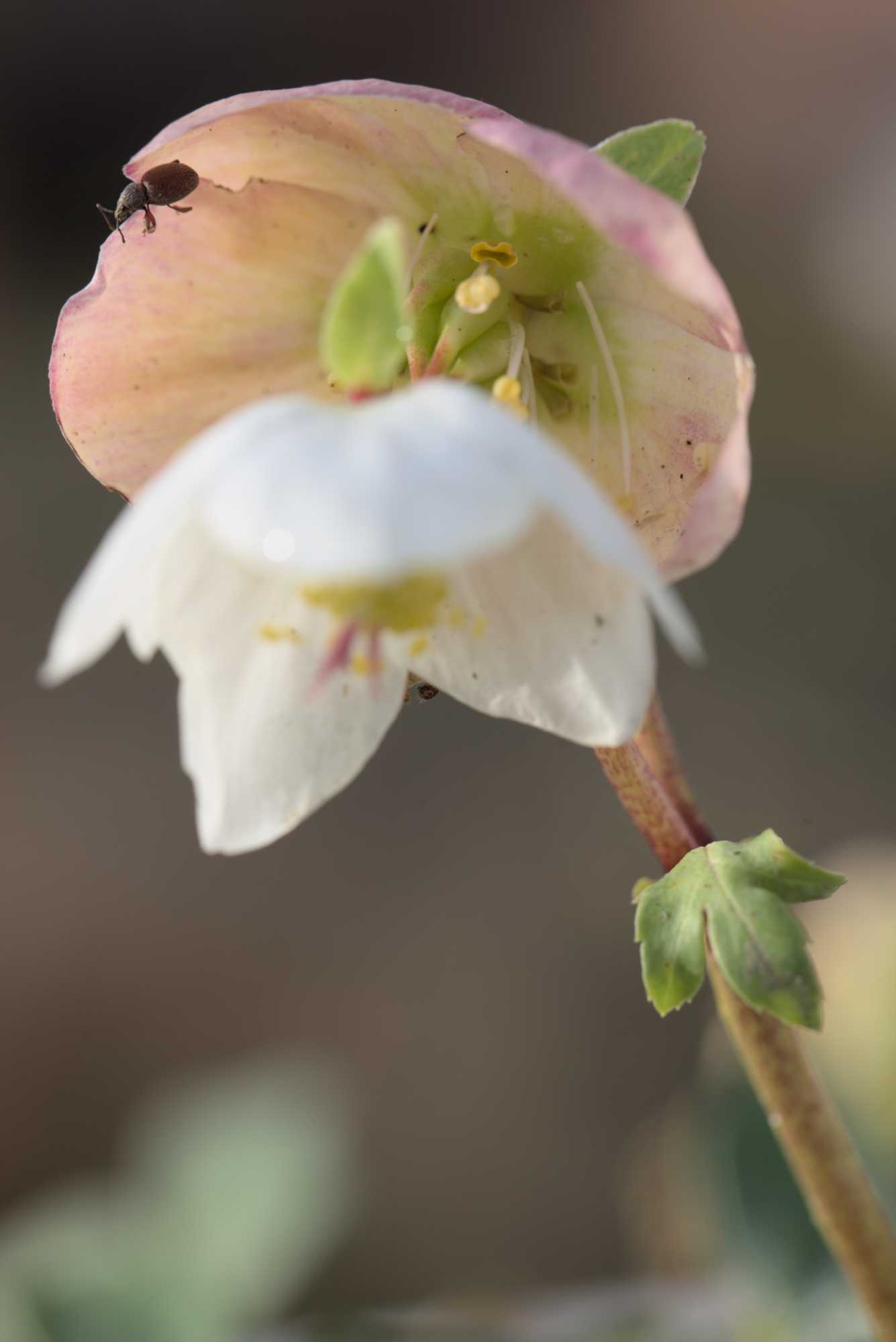 Lokation: Deutschland | Nordrhein-Westfalen | Heinsberg | Wassenberg Kategorien: Blüte, Datum: 29.12.2021