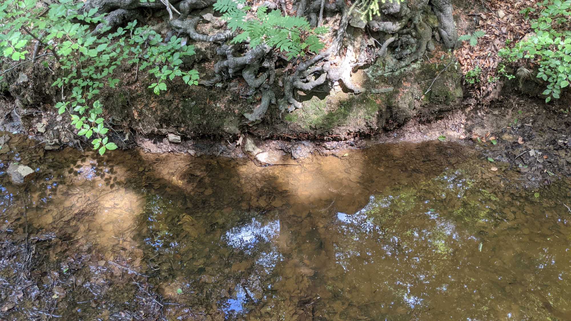 Lokation: Deutschland | Nordrhein-Westfalen | Aachen | Hürtgenwald Kategorien: Amphibien, Datum: 17.06.2021