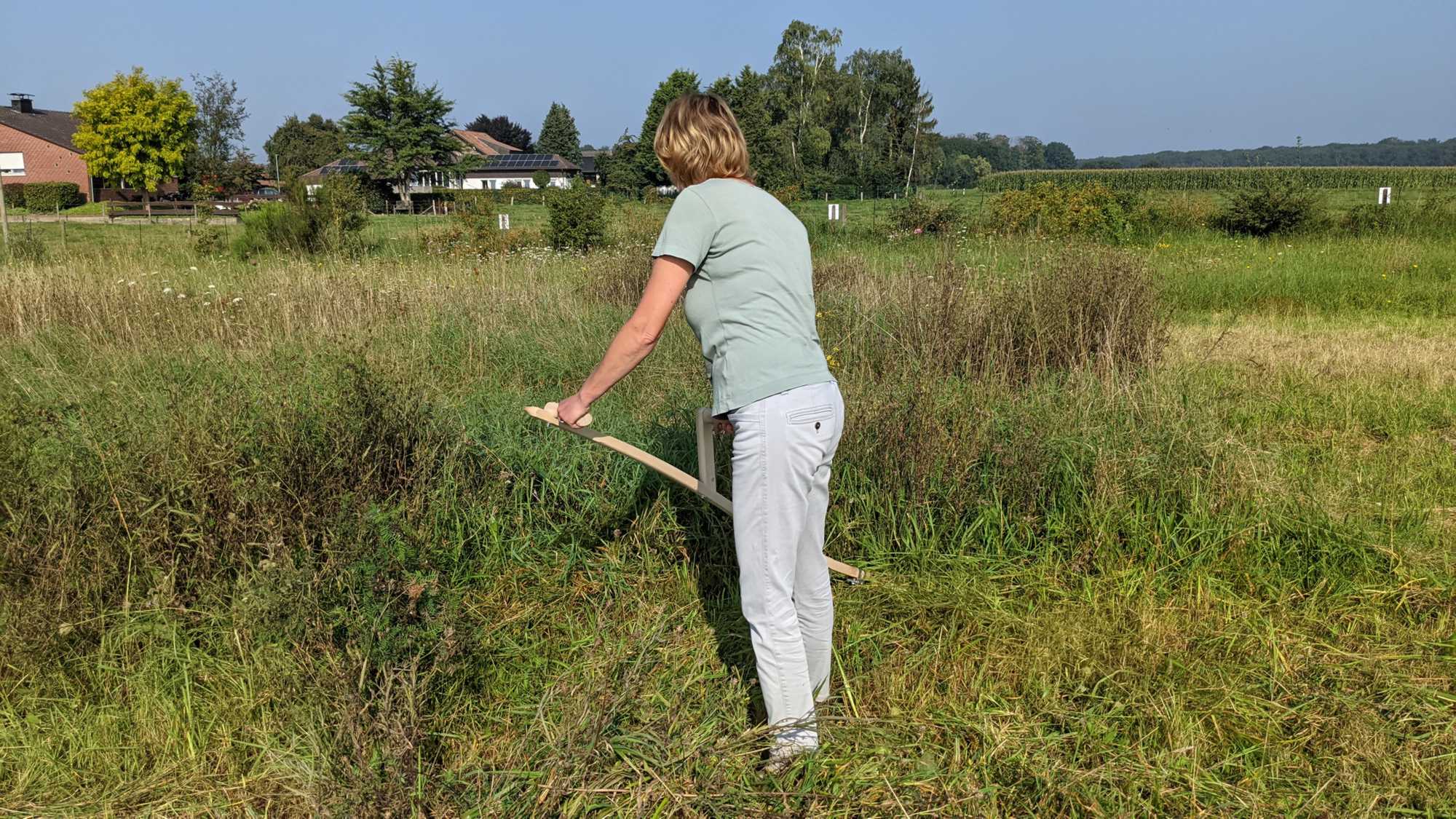 Lokation: Deutschland | Nordrhein-Westfalen | Heinsberg | Wassenberg Kategorien: Wiese, Hortus rusticus, Datum: 05.09.2021