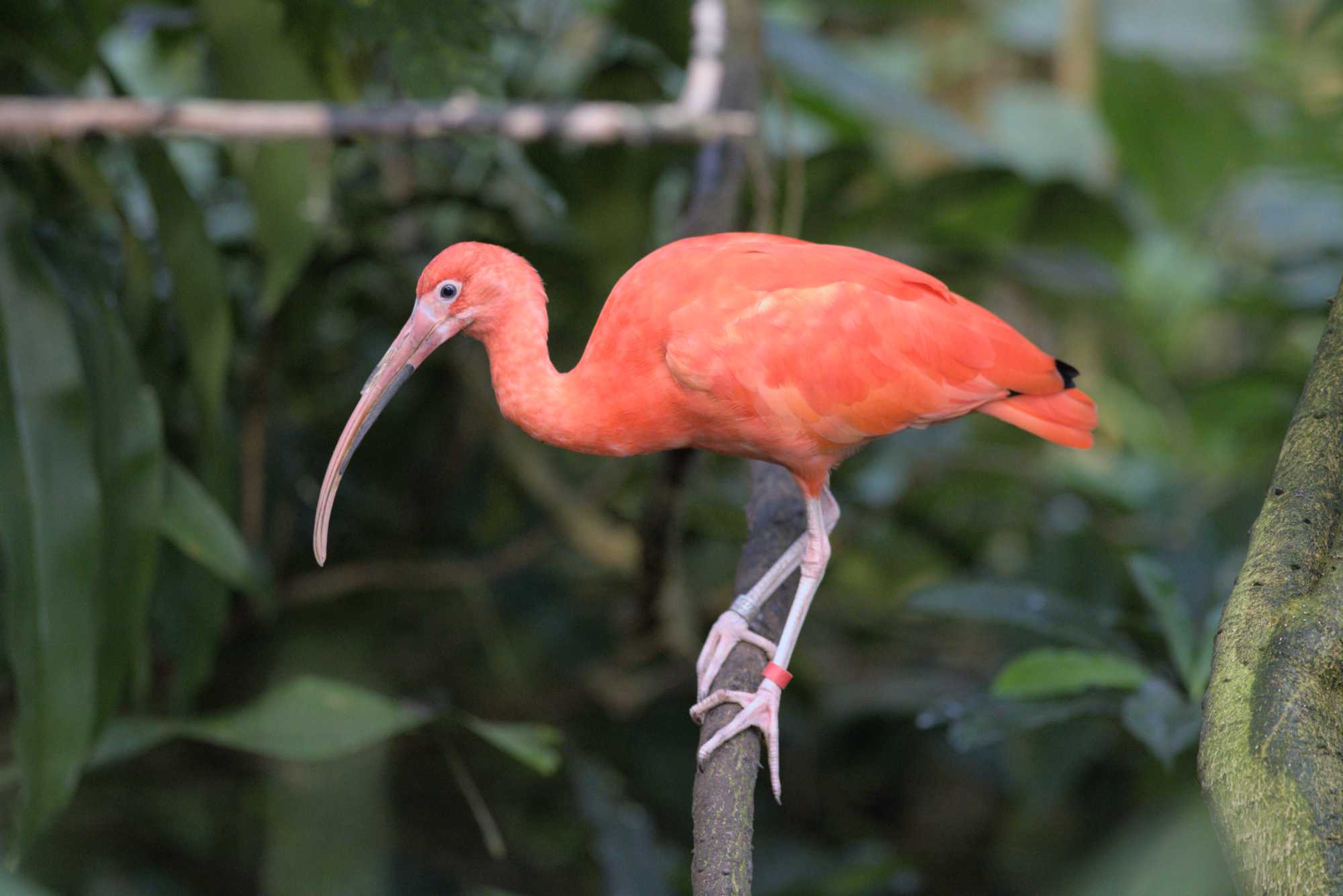 Lokation: Niederlande | Gelderland | Arnheim | Cranevelt Kategorien: Vögel, Zoo, Datum: 06.03.2022