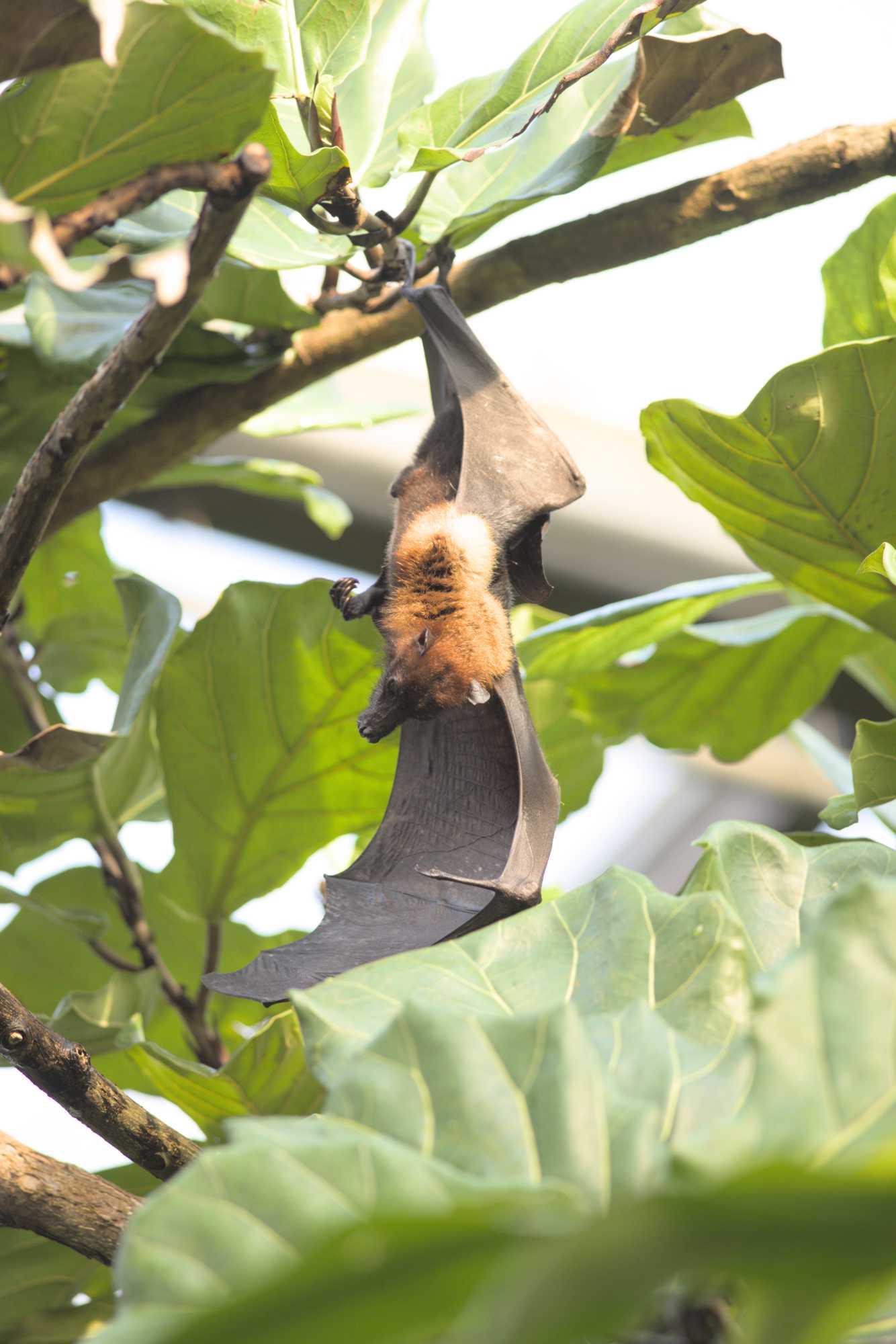Lokation: Niederlande | Gelderland | Arnheim | Cranevelt Kategorien: Säugetiere, Zoo, Datum: 06.03.2022