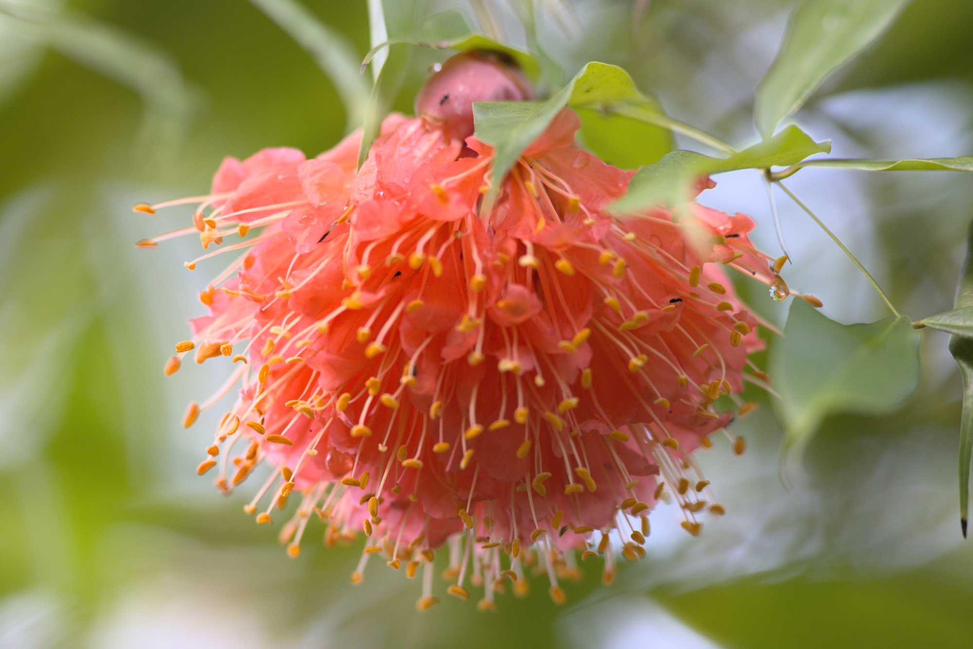 Lokation: Niederlande | Gelderland | Arnheim | Cranevelt Kategorien: Blüte, Zoo, Datum: 06.03.2022