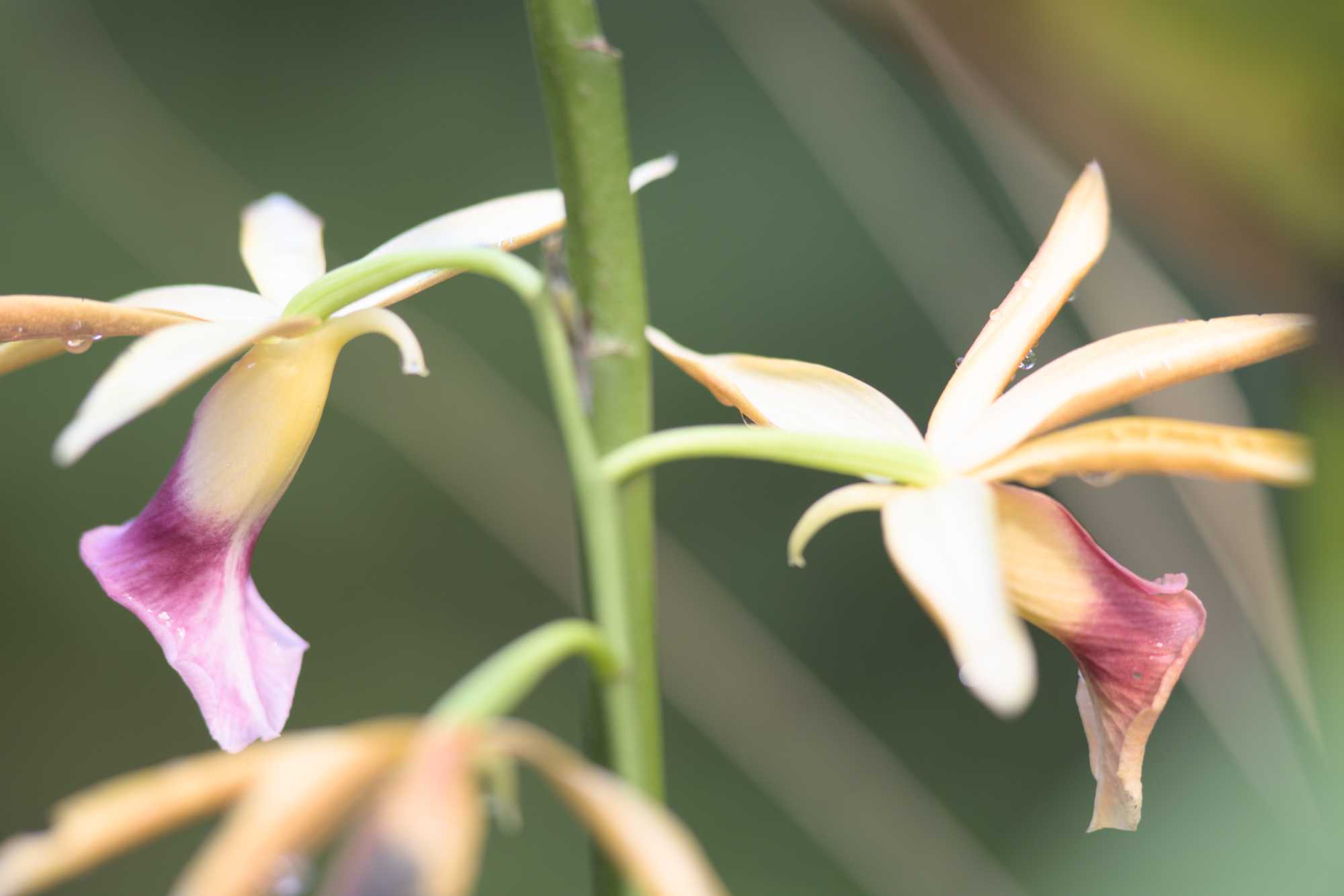 Lokation: Niederlande | Gelderland | Arnheim | Cranevelt Kategorien: Blüte, Zoo, Datum: 06.03.2022