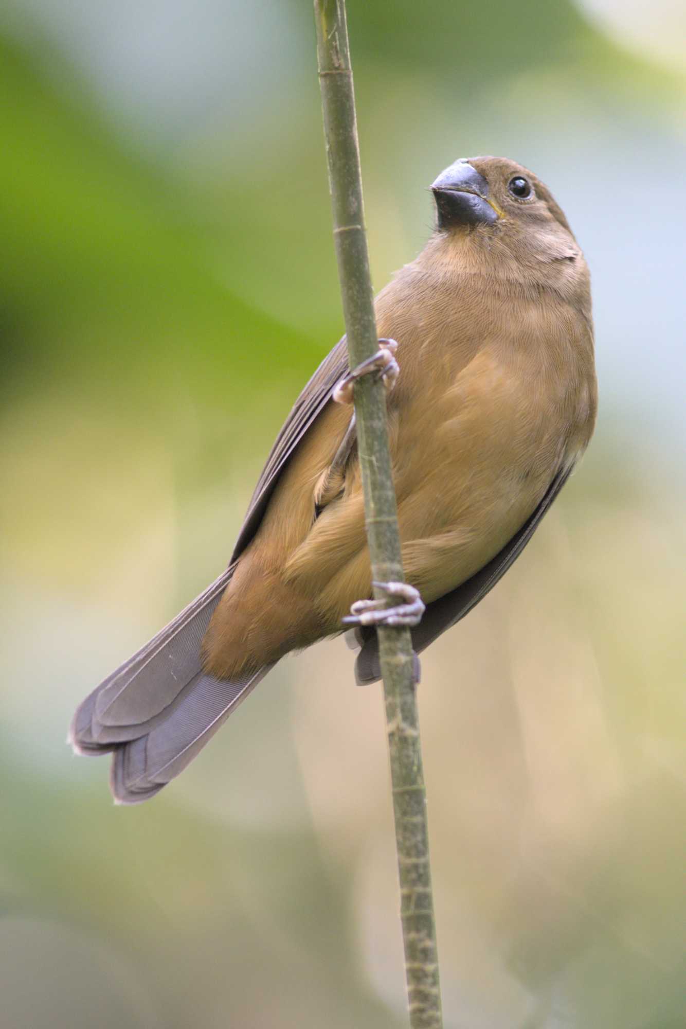 Lokation: Niederlande | Gelderland | Arnheim | Cranevelt Kategorien: Vögel, Zoo, Datum: 06.03.2022
