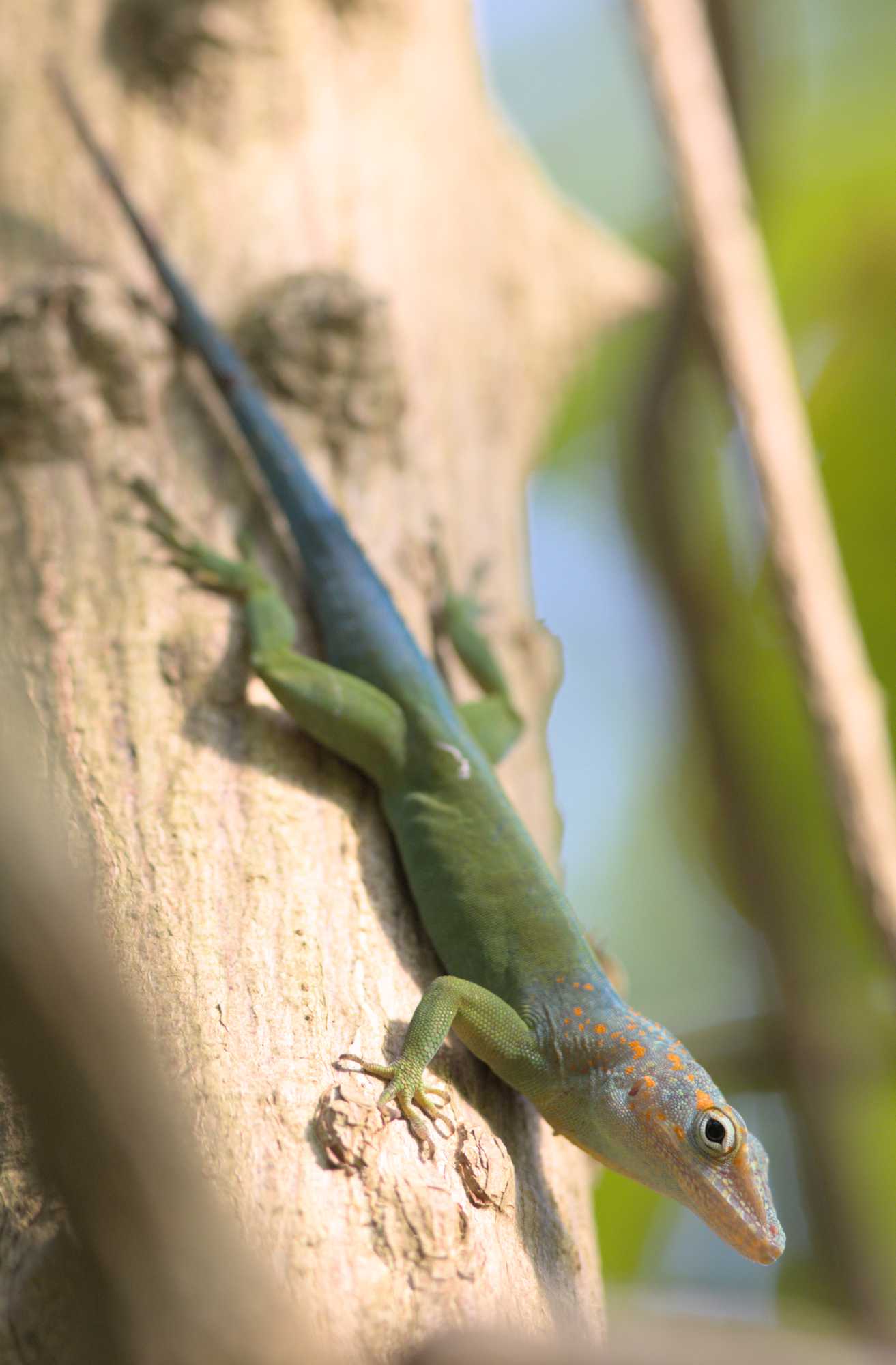Lokation: Niederlande | Gelderland | Arnheim | Cranevelt Kategorien: Reptilien, Zoo, Datum: 06.03.2022