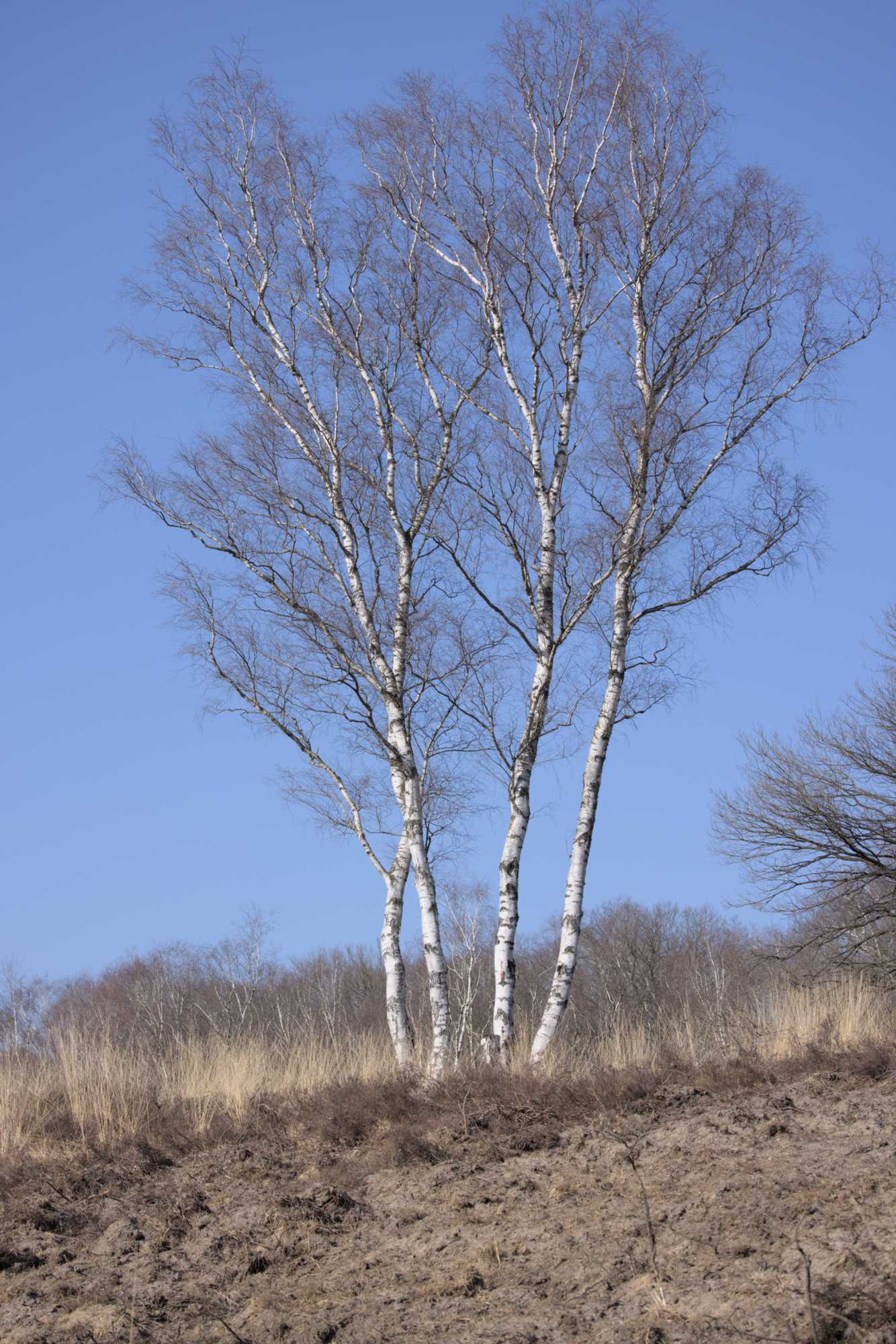 Lokation: Niederlande | Limburg | Roerdalen | Herkenbosch Kategorien: Baum, Datum: 09.03.2022