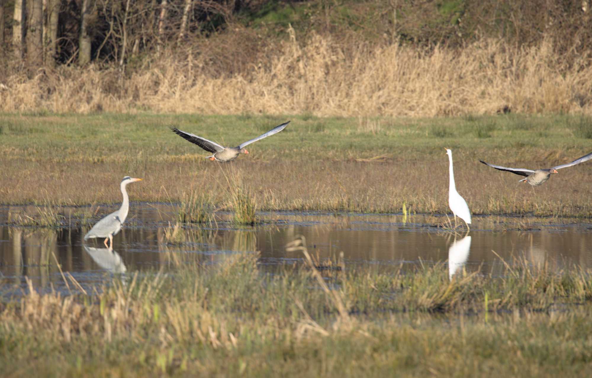 Lokation: Niederlande | Limburg | Roerdalen | Herkenbosch Kategorien: Vögel, Datum: 09.03.2022