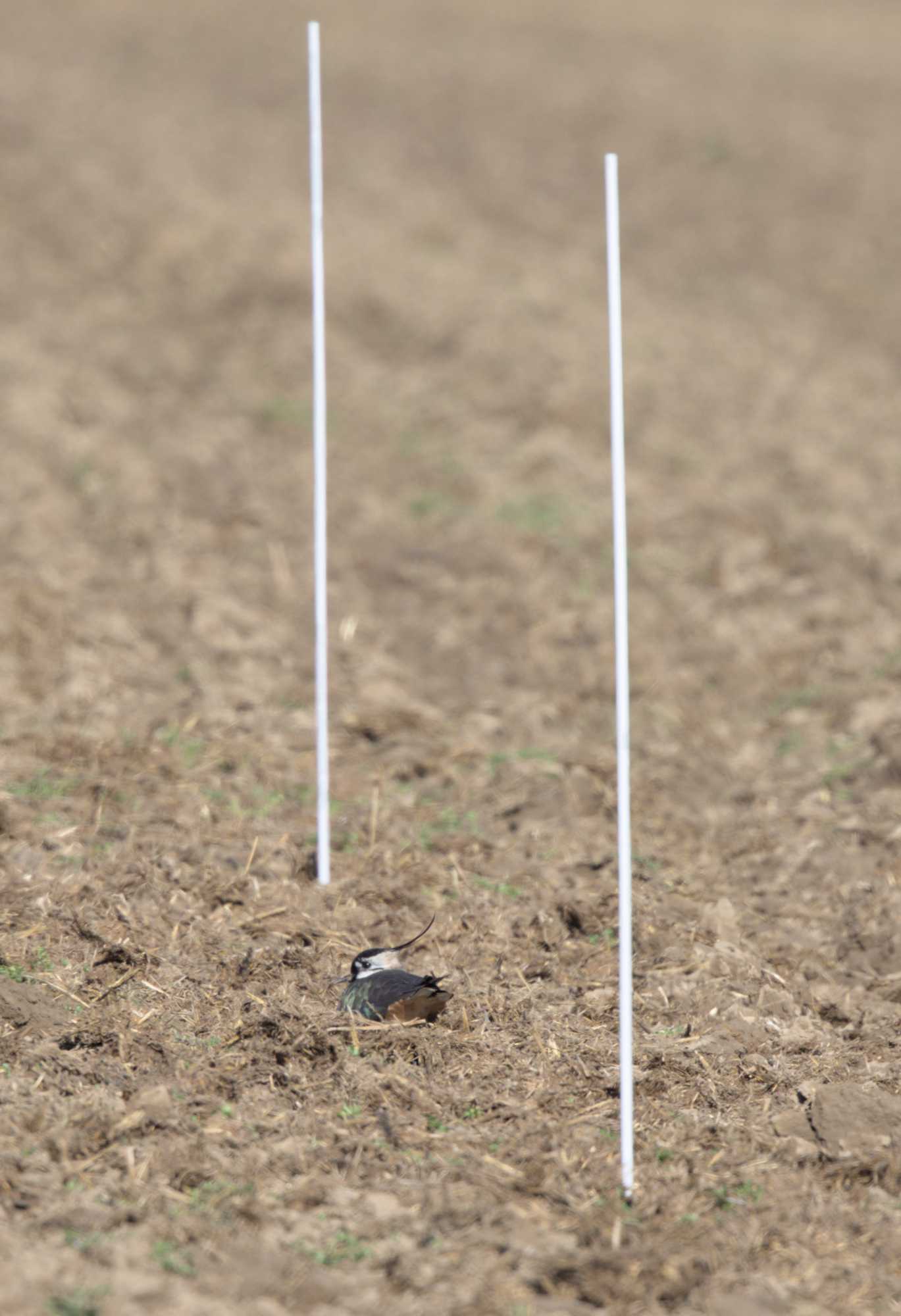 Lokation: Deutschland | Nordrhein-Westfalen | Heinsberg | Wassenberg Kategorien: Vögel, Datum: 03.04.2022