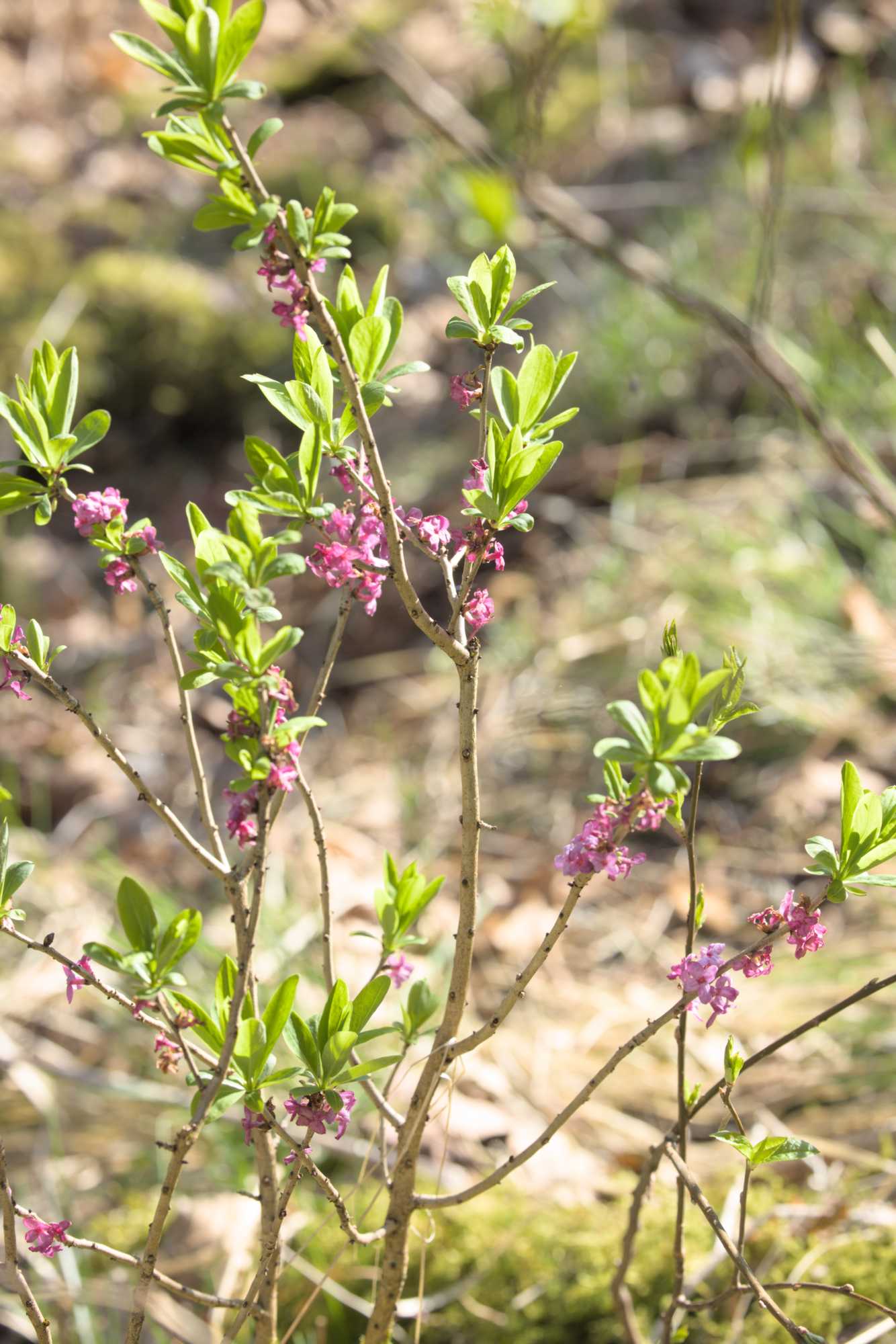 Gewöhnlicher Seidelbast (Daphne mezereum), Lokation: Deutschland | Nordrhein-Westfalen | Aachen | Monschau Kategorien: Habitus, Familie: Thymelaeaceae (Seidelbastgewächse ), Datum: 28.04.2022
