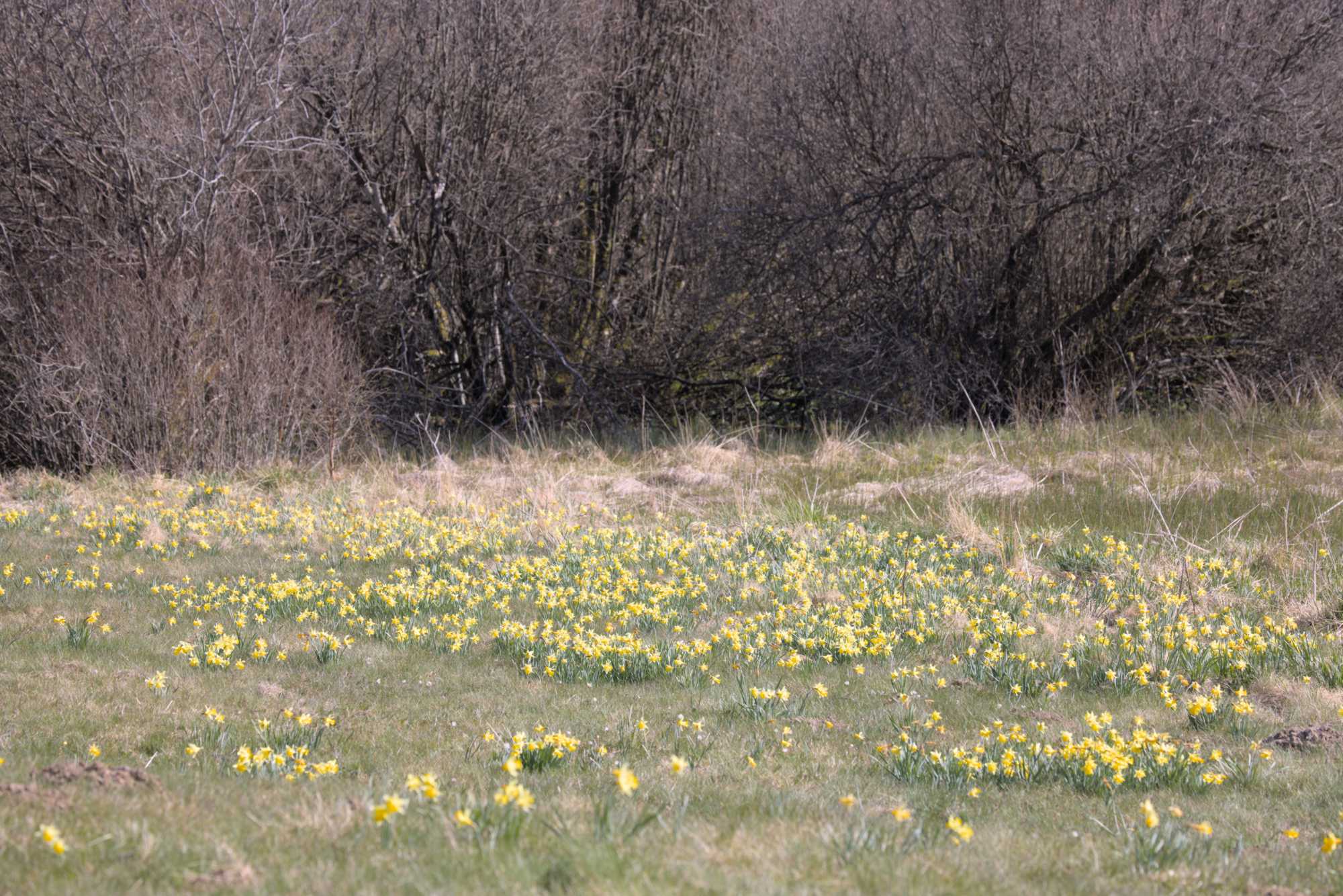 Lokation: Deutschland | Nordrhein-Westfalen | Aachen | Monschau Kategorien: Vegetation, Datum: 28.04.2022