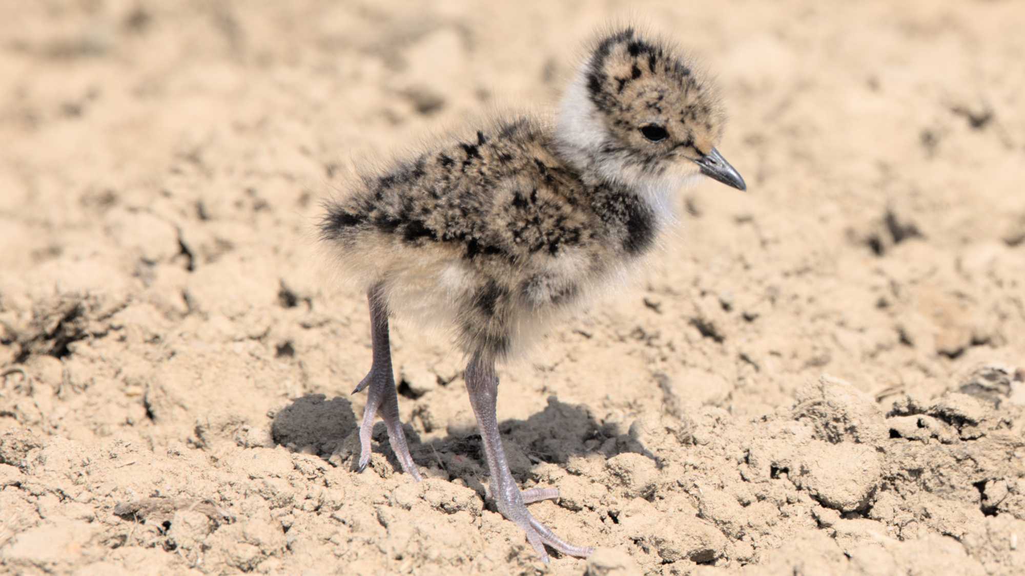 Lokation: Deutschland | Nordrhein-Westfalen | Heinsberg | Wassenberg Kategorien: Vögel, Datum: 30.04.2022