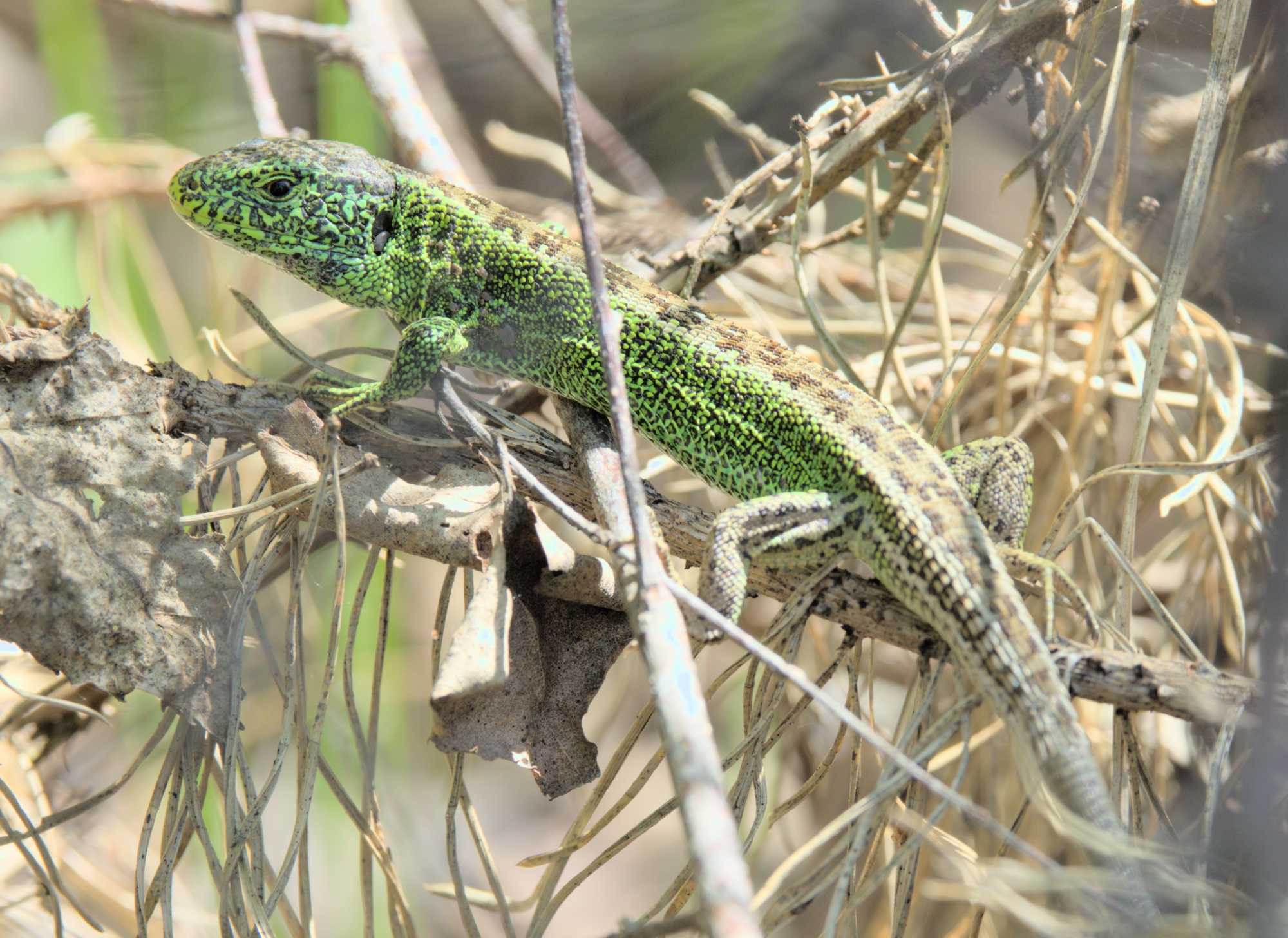 Zauneidechse (Lacerta agilis), Lokation: Deutschland | Nordrhein-Westfalen | Heinsberg | Wassenberg Kategorien: Reptilien, Familie: Lacertidae (Echte Eidechsen), Datum: 04.05.2022