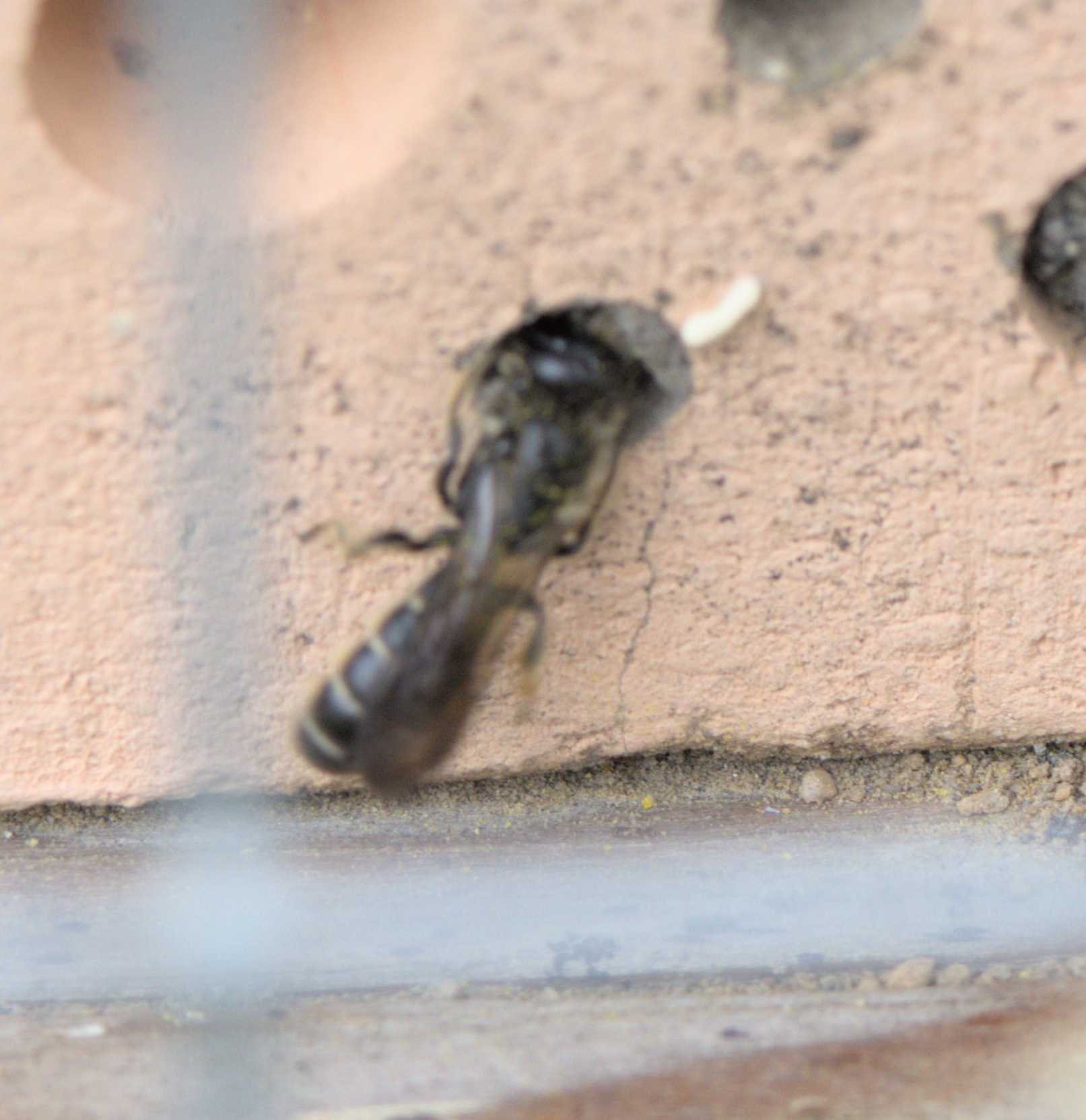 Hahnenfuss-Scherenbiene (Chelostoma florisomne), Lokation: Deutschland | Nordrhein-Westfalen | Heinsberg | Wassenberg Kategorien: Bienen, Familie: Megachilidae (Bauchsammlerbienen), Datum: 05.05.2022