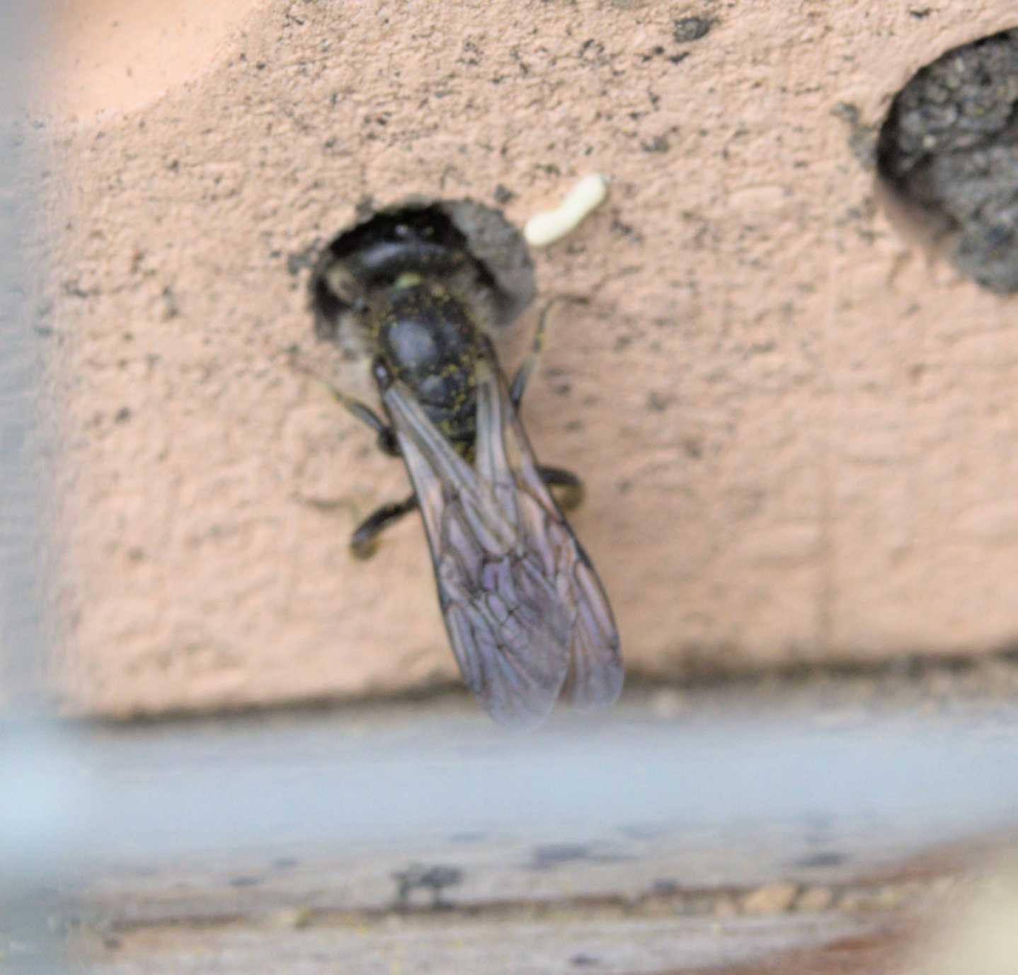 Hahnenfuss-Scherenbiene (Chelostoma florisomne), Lokation: Deutschland | Nordrhein-Westfalen | Heinsberg | Wassenberg Kategorien: Bienen, Familie: Megachilidae (Bauchsammlerbienen), Datum: 05.05.2022