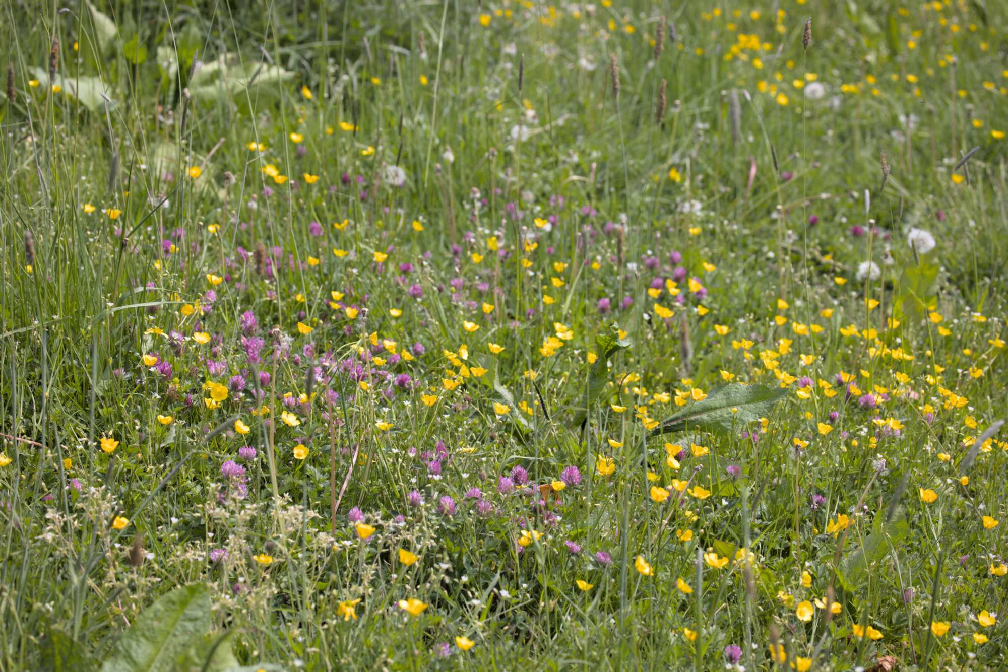 Lokation: Deutschland | Nordrhein-Westfalen | Rheinisch-Bergischer Kreis | Bergisch Gladbach Kategorien: Wiese, Datum: 10.05.2022