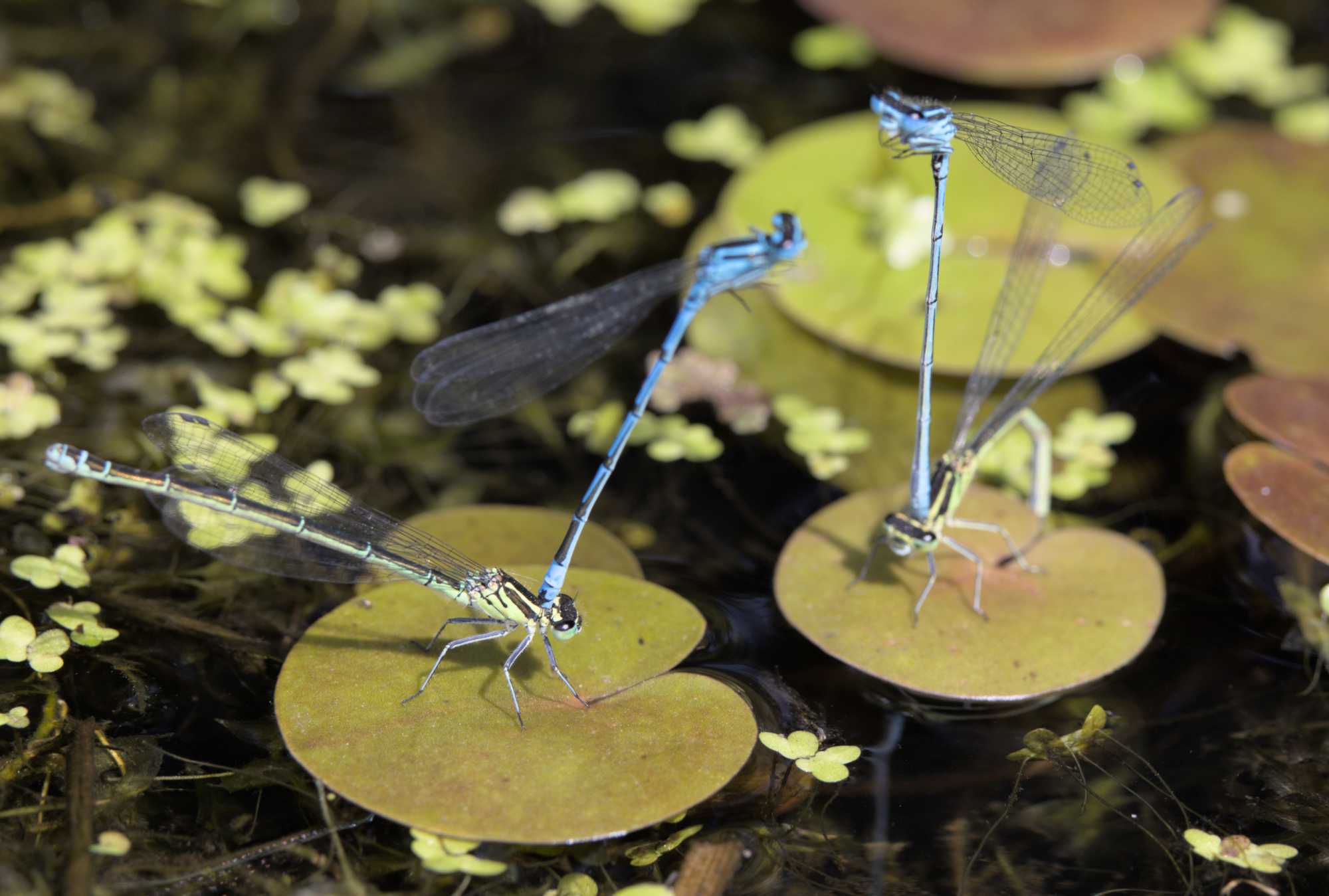 Lokation: Niederlande | Limburg | Roerdalen | Vlodrop Kategorien: Libellen, Datum: 14.05.2022