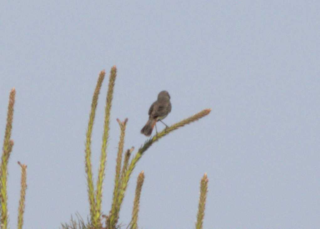 Lokation: Niederlande | Limburg | Bergen | Nationalpark Maasdünen Kategorien: Vögel, Datum: 15.05.2022