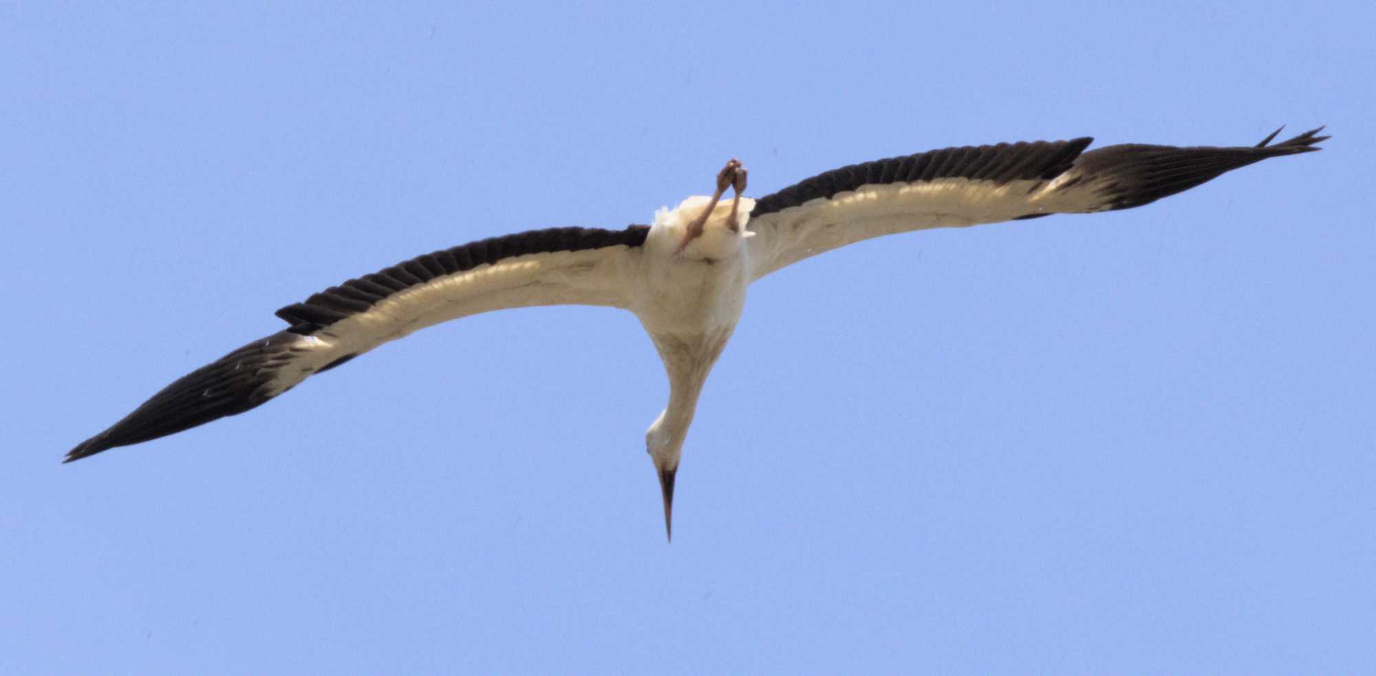 Lokation: Niederlande | Limburg | Bergen | Nationalpark Maasdünen Kategorien: Vögel, Datum: 15.05.2022