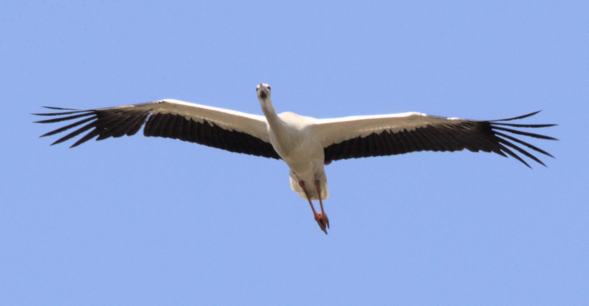 Lokation: Niederlande | Limburg | Bergen | Nationalpark Maasdünen Kategorien: Vögel, Datum: 15.05.2022