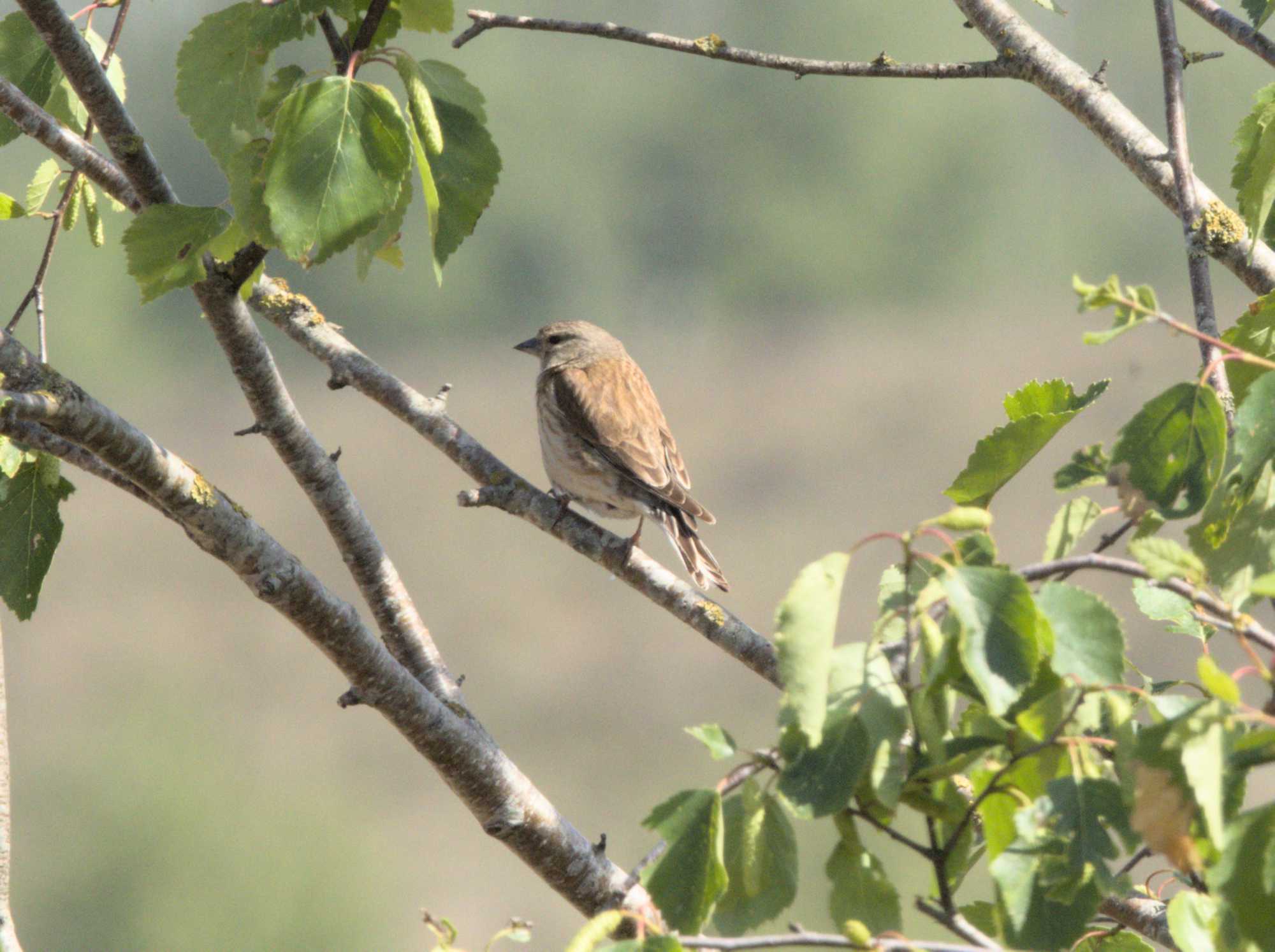 Lokation: Niederlande | Limburg | Bergen | Nationalpark Maasdünen Kategorien: Vögel, Datum: 15.05.2022