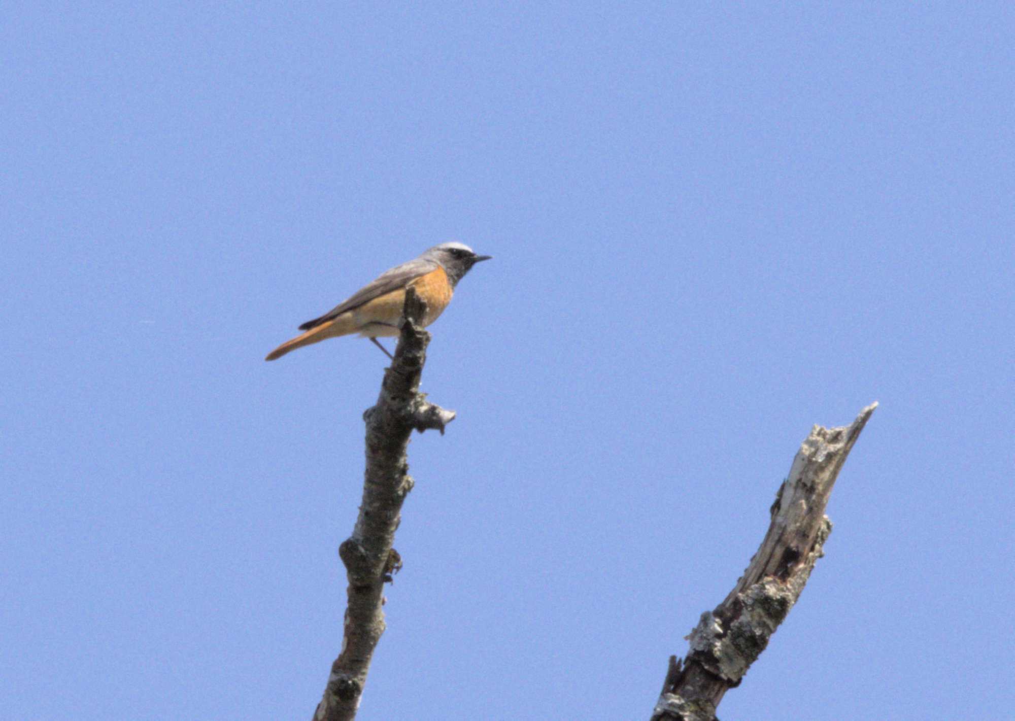 Lokation: Niederlande | Limburg | Bergen | Nationalpark Maasdünen Kategorien: Vögel, Datum: 15.05.2022