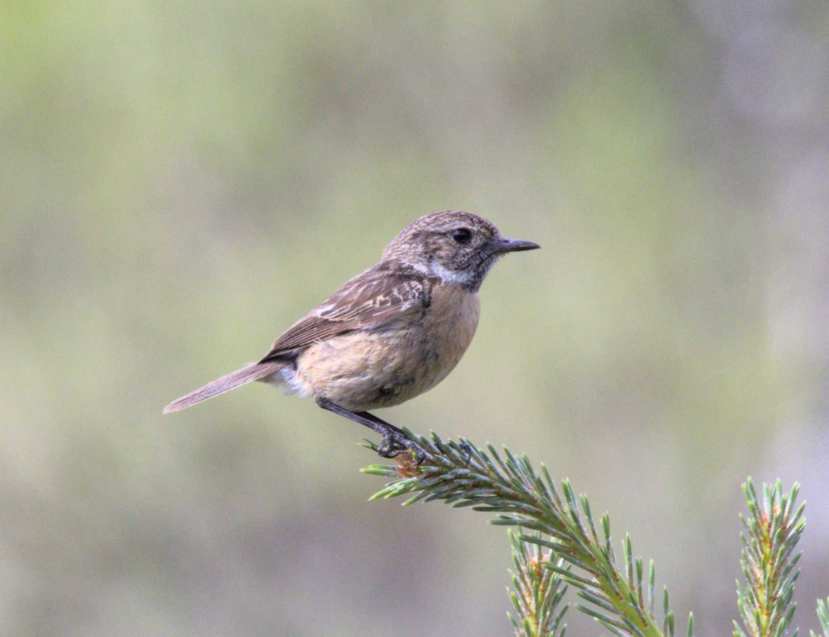Lokation: Niederlande | Limburg | Roerdalen | Herkenbosch Kategorien: Vögel, Datum: 28.05.2022