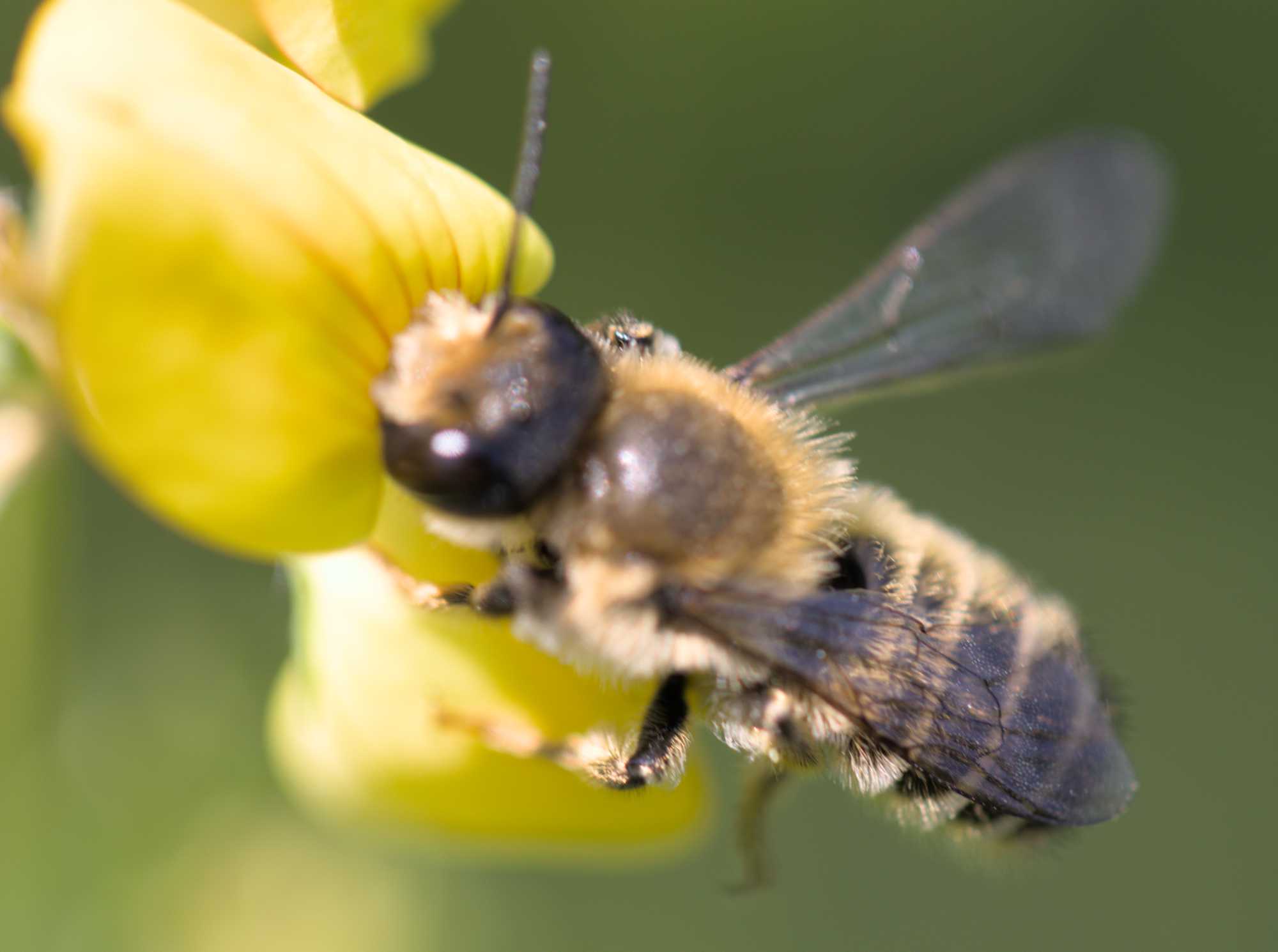 Blattschneiderbiene unbest. (Megachile spec.), Lokation: Deutschland | Nordrhein-Westfalen | Heinsberg | Wassenberg Kategorien: Bienen, Familie: Megachilidae (Bauchsammlerbienen), Datum: 04.06.2022