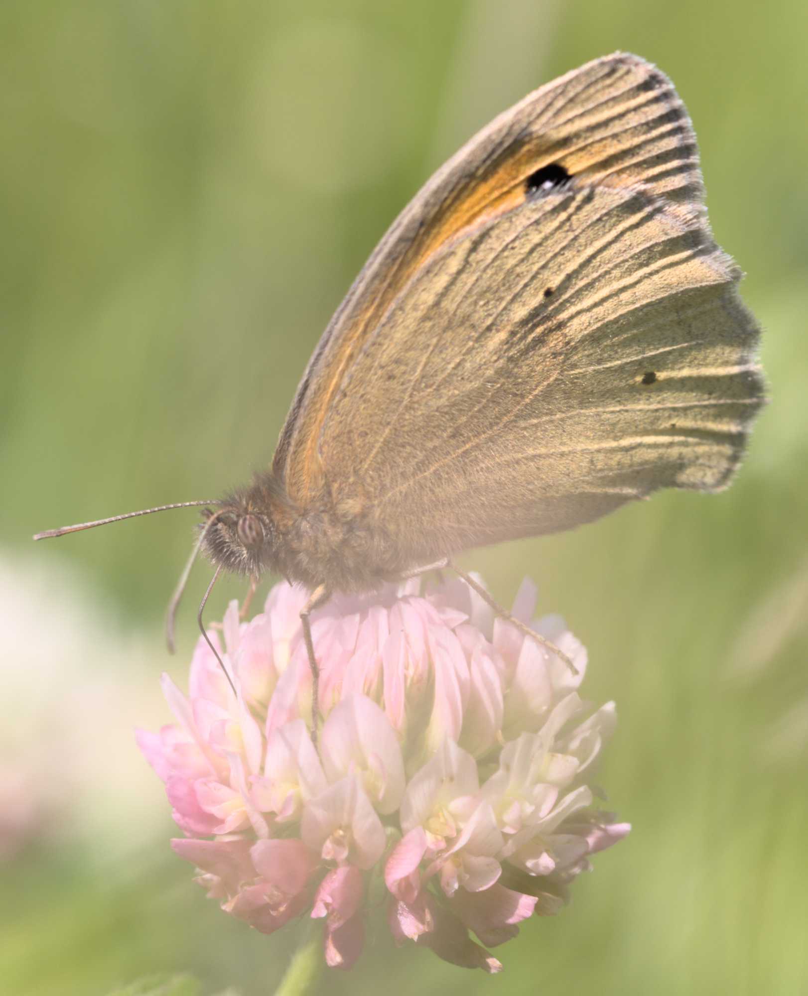 Großes Ochsenauge (Maniola jurtina), Lokation: Niederlande | Limburg | Roerdalen | Vlodrop Kategorien: Schmetterlinge, Familie: Nymphalidae (Edelfalter), Datum: 04.06.2022