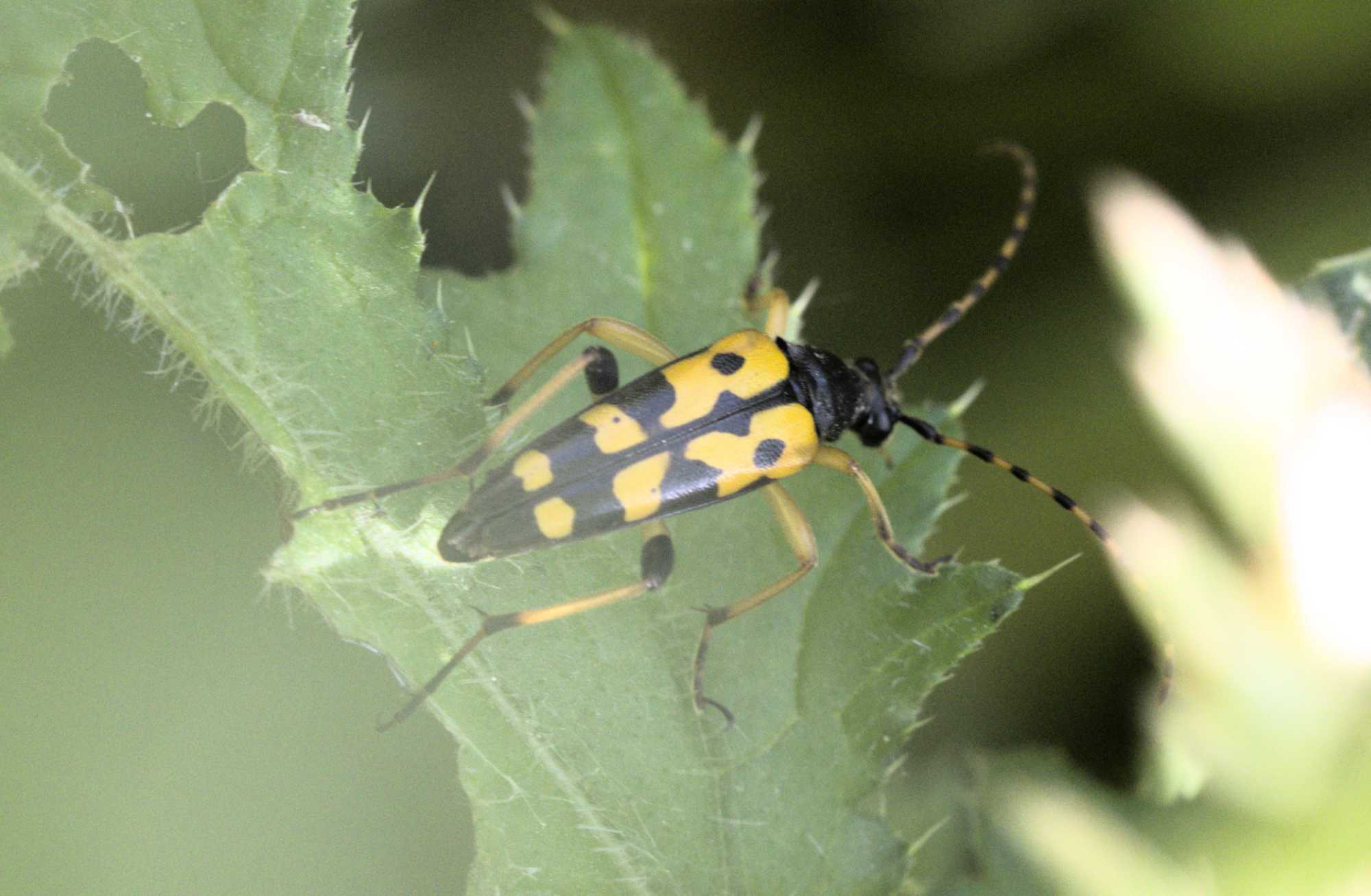 Gefleckter Schmalbock (Rutpela maculata), Lokation: Deutschland | Nordrhein-Westfalen | Heinsberg | Wassenberg Kategorien: Käfer, Familie: Cerambycidae (Bockkäfer), Datum: 04.06.2022