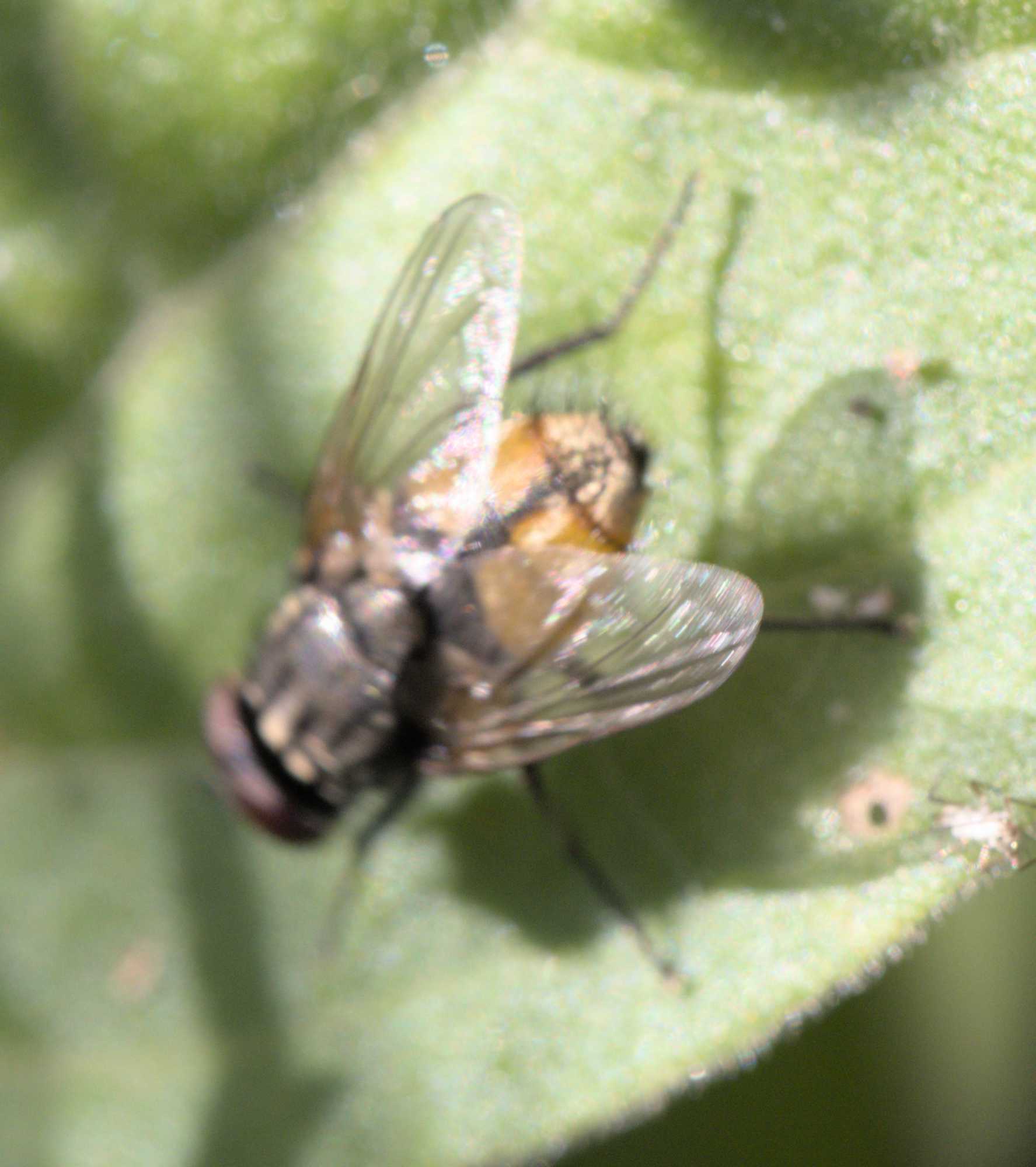 Musca autumnalis (Musca autumnalis), Lokation: Deutschland | Nordrhein-Westfalen | Heinsberg | Wassenberg Kategorien: Fliegen, Familie: Muscidae (Echte Fliegen), Datum: 04.06.2022